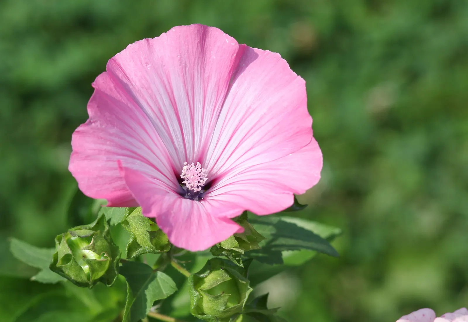 Tree Mallow, Tree Lavatera (Lavatera Thuringiaca 'Kew Rose') — this perennial requires minimal maintenance, image 32