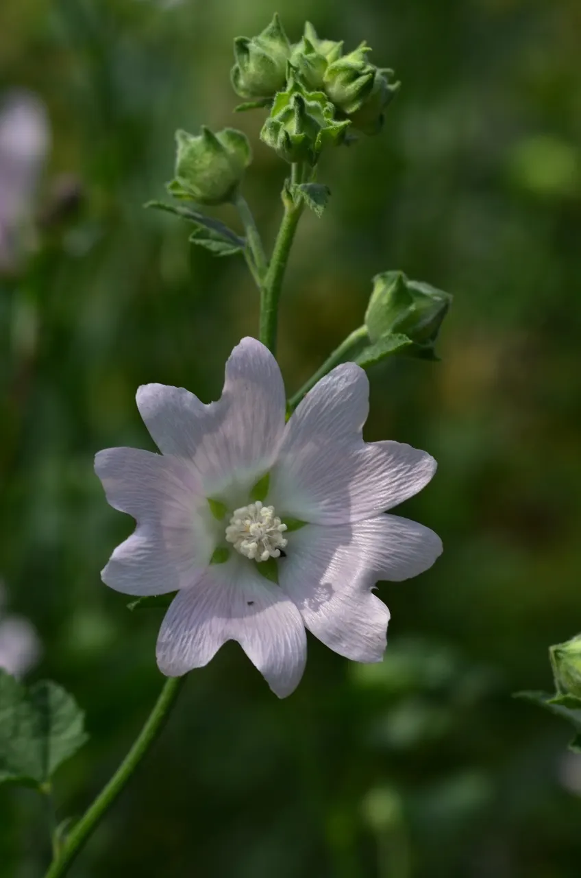 Tree Mallow, Tree Lavatera (Lavatera Thuringiaca 'Kew Rose') — rose-pink flowers that resemble hibiscus and flourish throughout the summer months, image 62