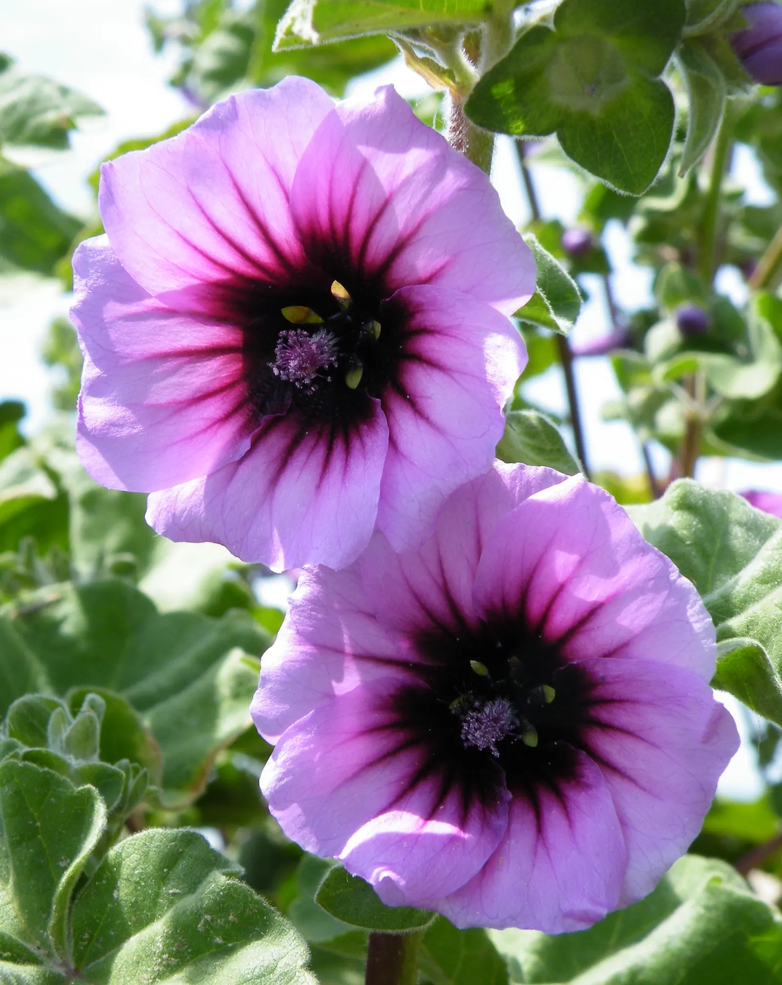 Tree Mallow, Tree Lavatera (Lavatera Thuringiaca 'Kew Rose') — It boasts large, showy, rose-pink blooms throughout summer, attracting pollinators, image 56