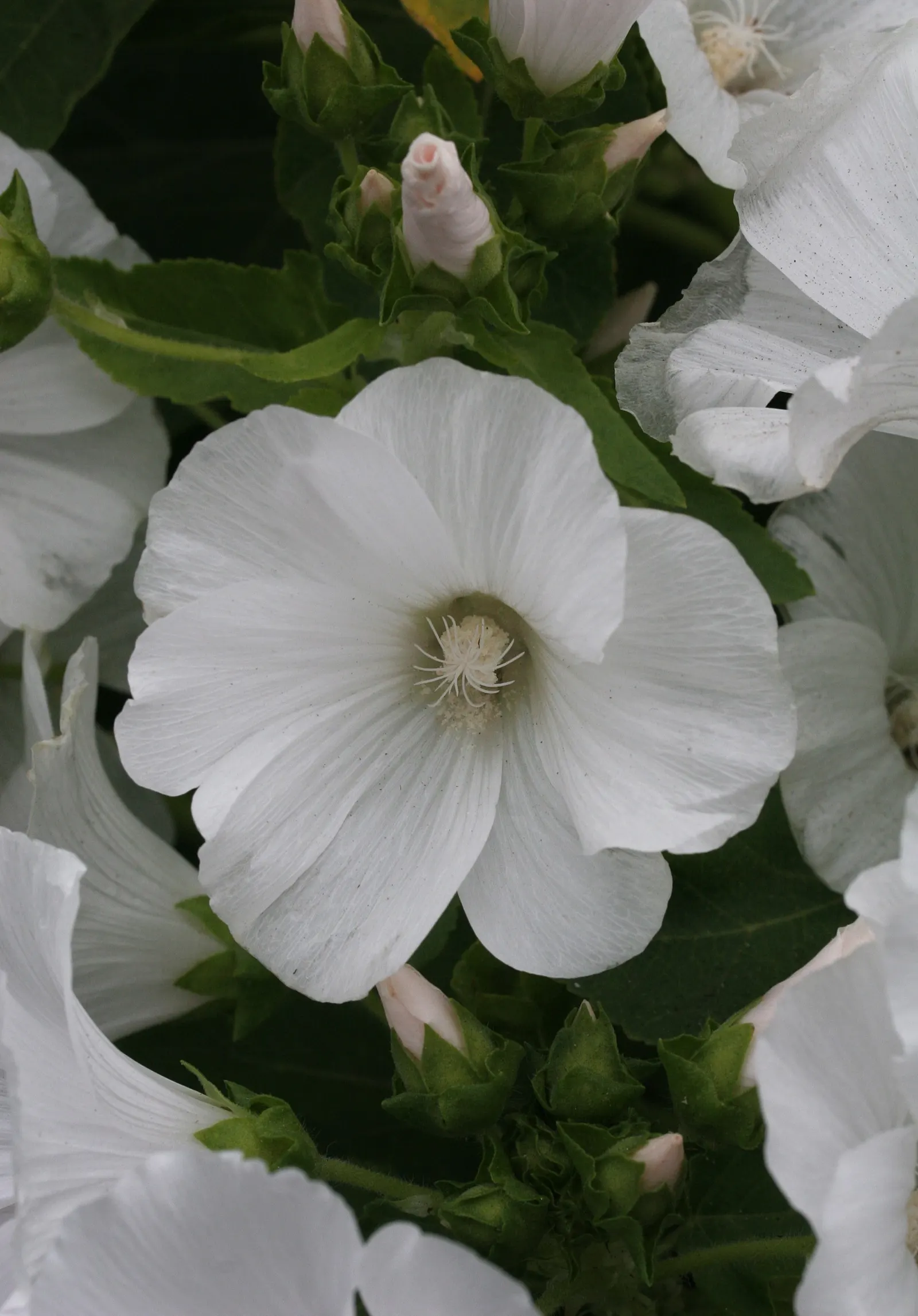 Tree Mallow, Tree Lavatera (Lavatera Thuringiaca 'Kew Rose') — it's essential to note its USDA hardiness; making it not just a visual delight but, image 73