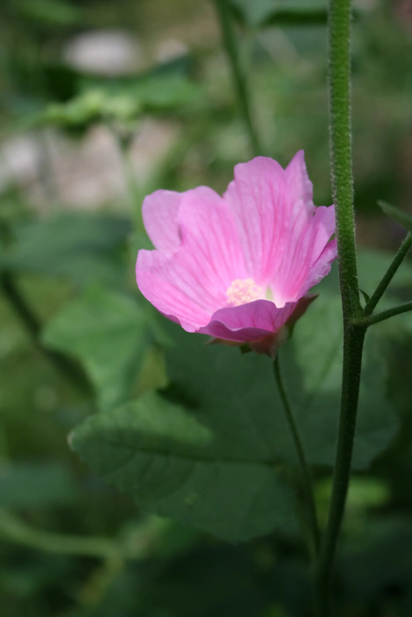 Tree Mallow, Tree Lavatera (Lavatera Thuringiaca 'Kew Rose') — making it an excellent choice for hassle-free gardens; green foliage with heart-shaped leaves