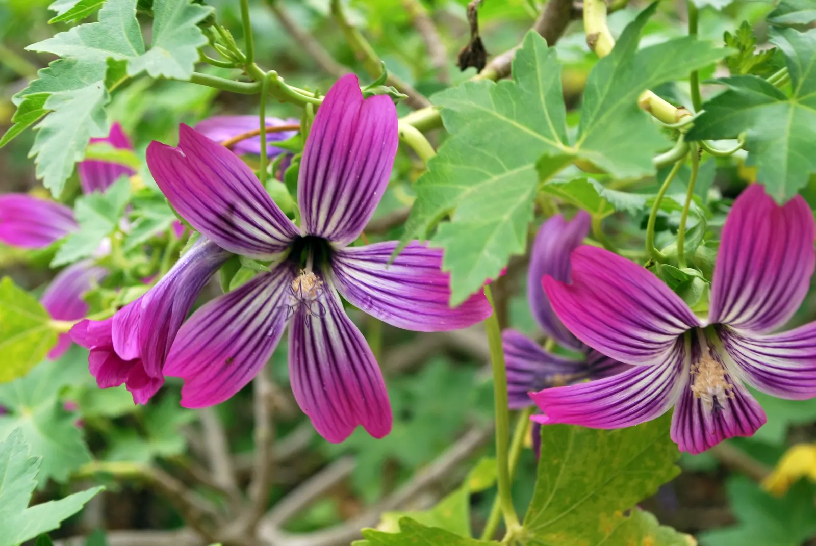 Tree Mallow, Tree Lavatera (Lavatera Thuringiaca 'Kew Rose') — making it an excellent choice for hassle-free gardens; green foliage with, image 60