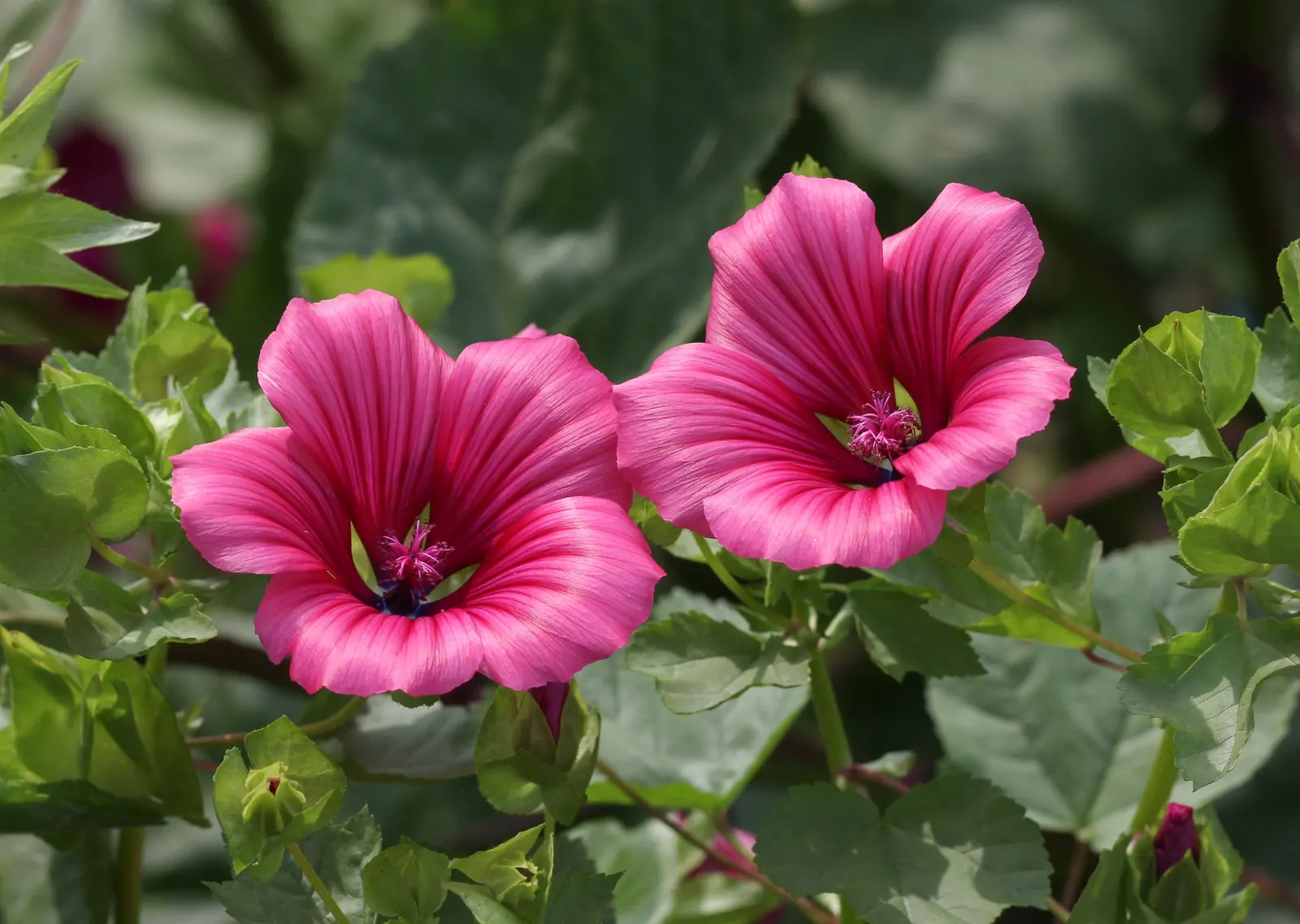 Tree Mallow, Tree Lavatera (Lavatera Thuringiaca 'Kew Rose') — Drought tolerant once established