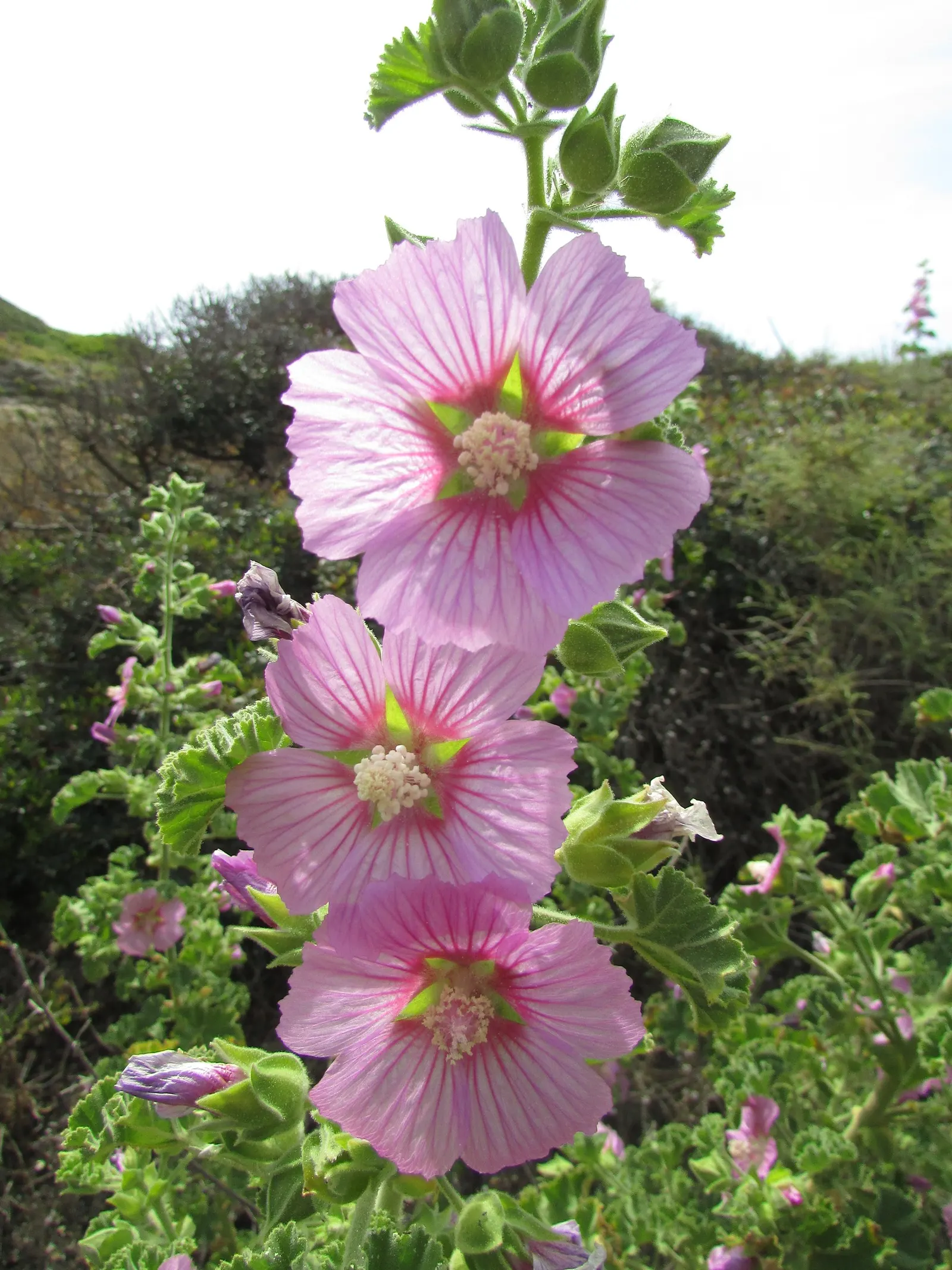 Tree Mallow, Tree Lavatera (Lavatera Thuringiaca 'Kew Rose') — consider providing ample space for 'Kew Rose' to achieve its full potential