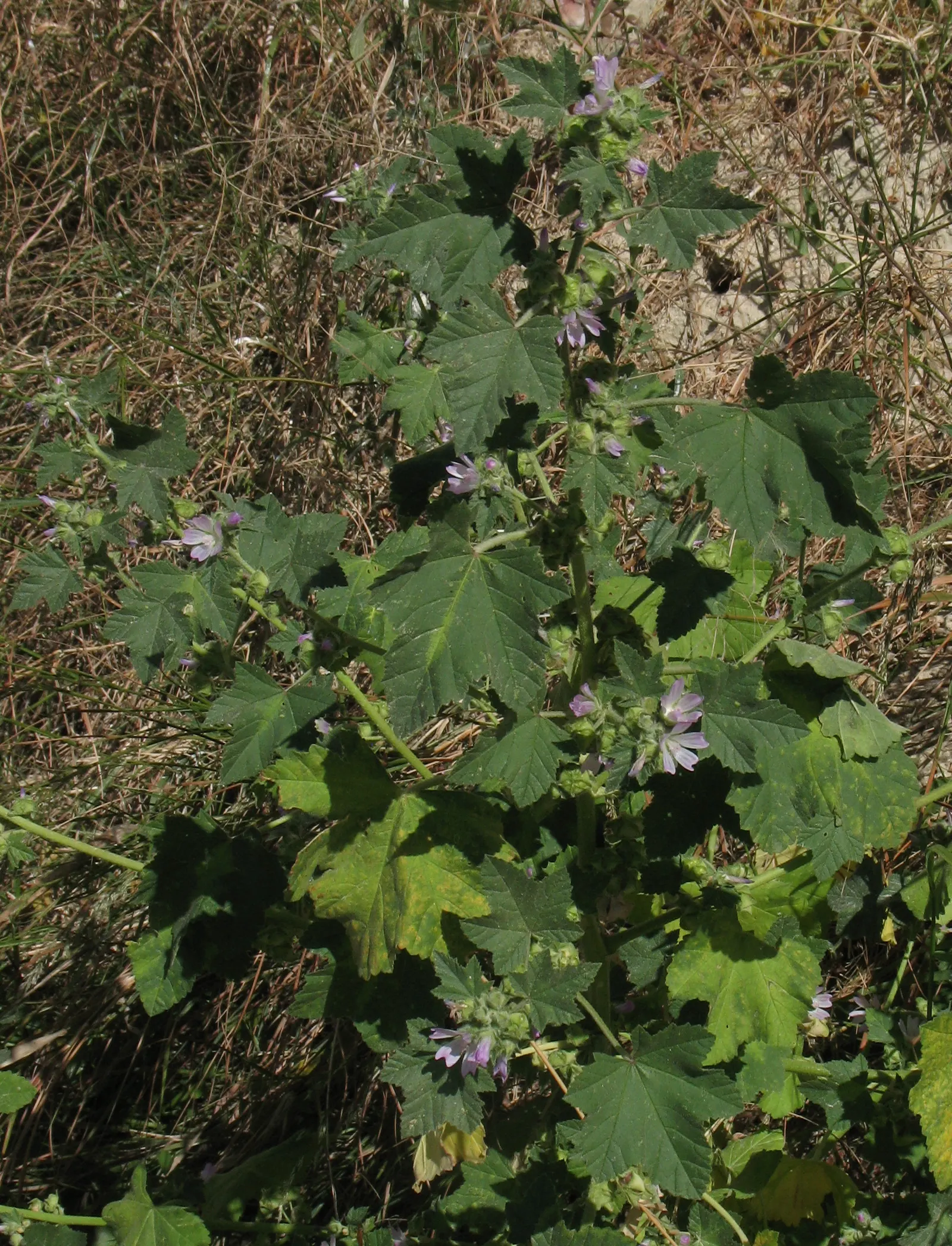 Tree Mallow, Tree Lavatera (Lavatera Thuringiaca 'Kew Rose') — shrub for full; and group with other perennials that enjoy similar conditions for a, image 81