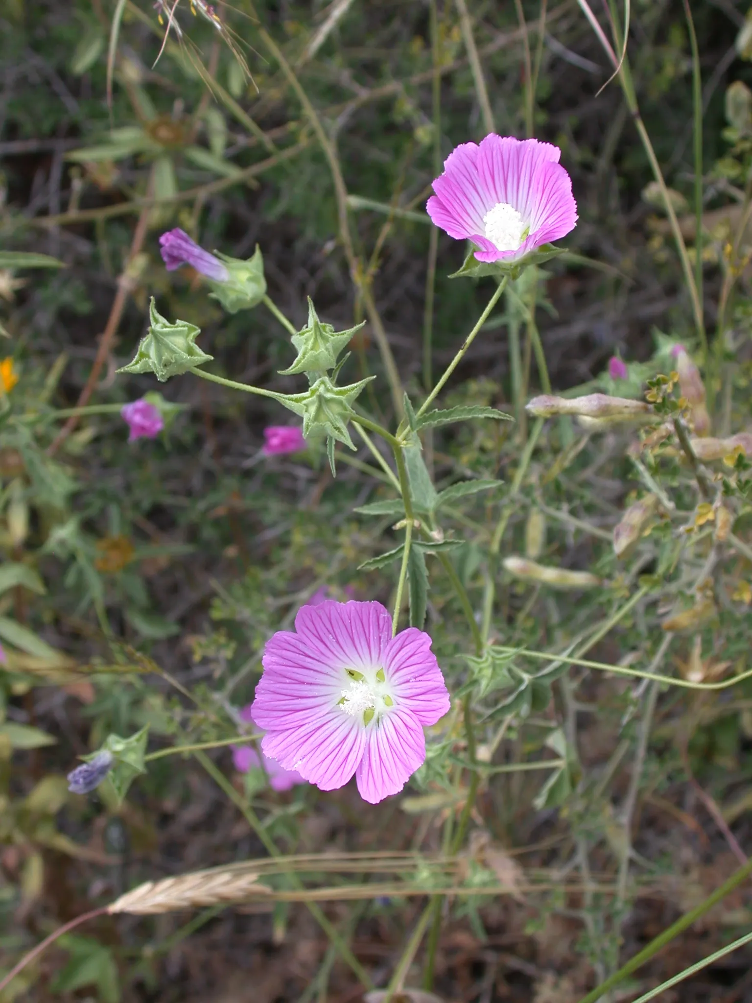 Tree Mallow, Tree Lavatera (Lavatera Thuringiaca 'Kew Rose') — fast-growing shrub reaching up to 8 feet tall and 6 feet wide; drought tolerant once, image 55