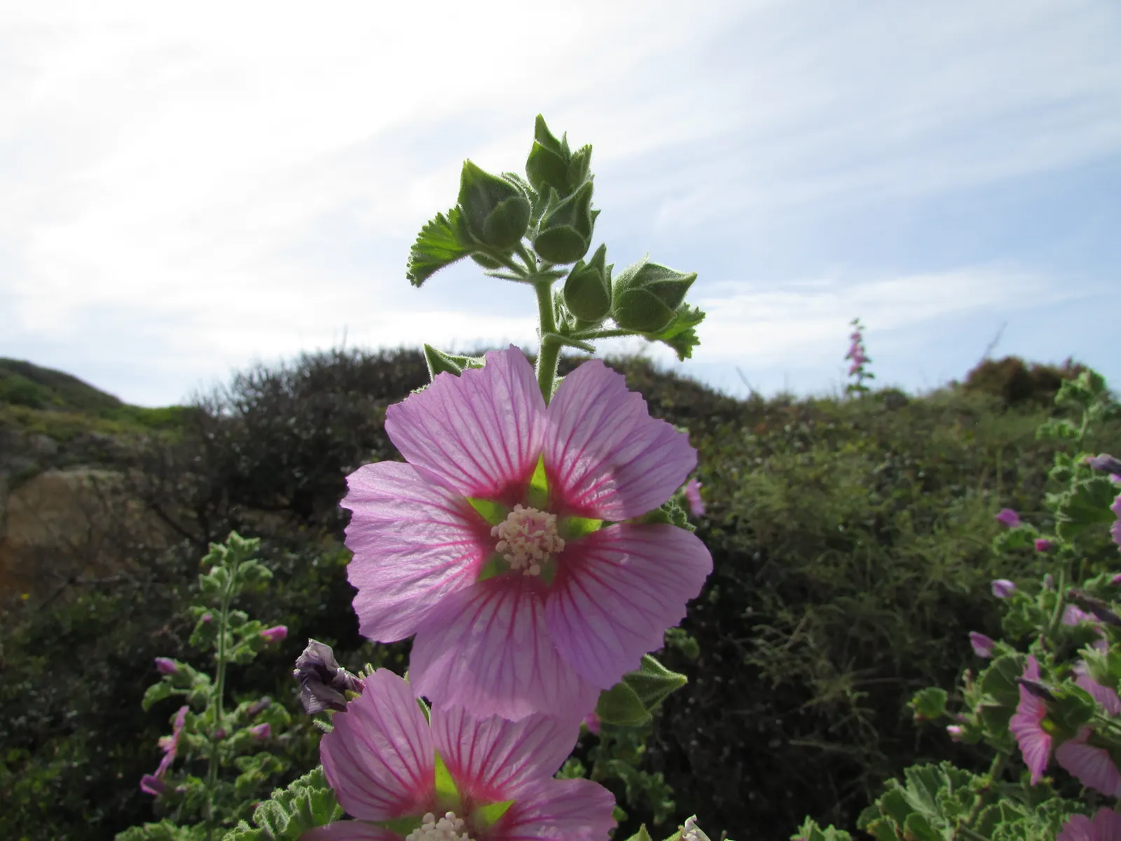 Tree Mallow, Tree Lavatera (Lavatera Thuringiaca 'Kew Rose') — though it prefers well-drained
