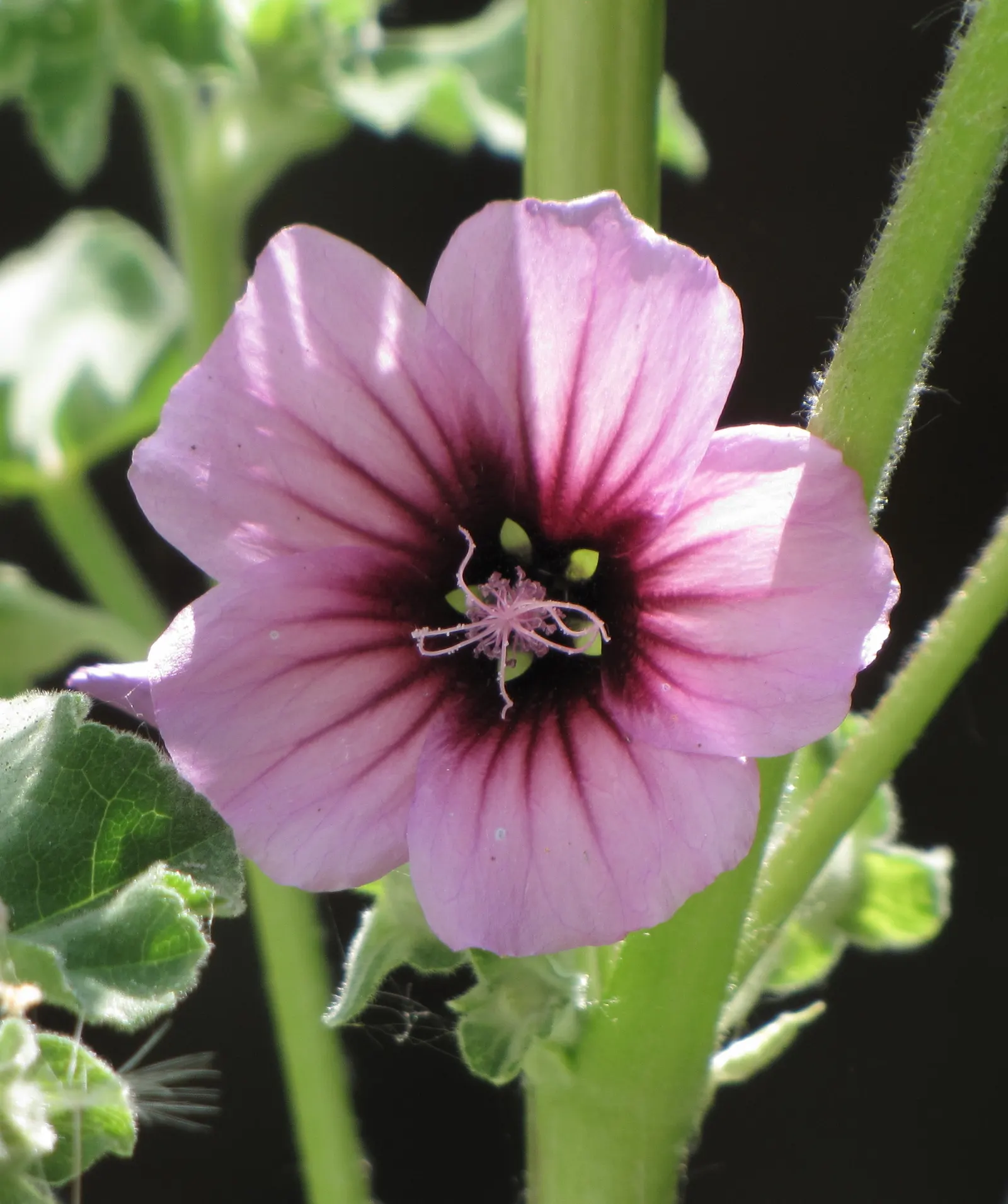 Tree Mallow, Tree Lavatera (Lavatera Thuringiaca 'Kew Rose') — and group with other perennials that enjoy similar conditions for a cohesive garden scheme; with