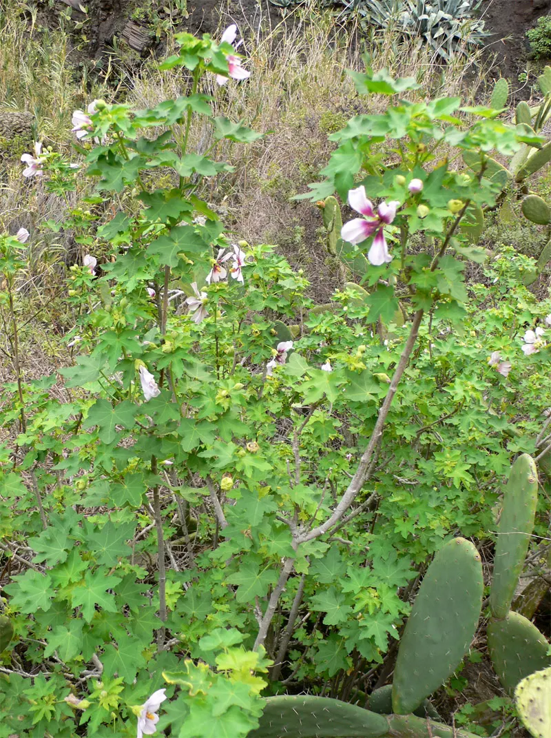 Tree Mallow, Tree Lavatera (Lavatera Thuringiaca 'Kew Rose') — making it not just a visual delight but also an enhancer of biodiversity; valued for, image 76