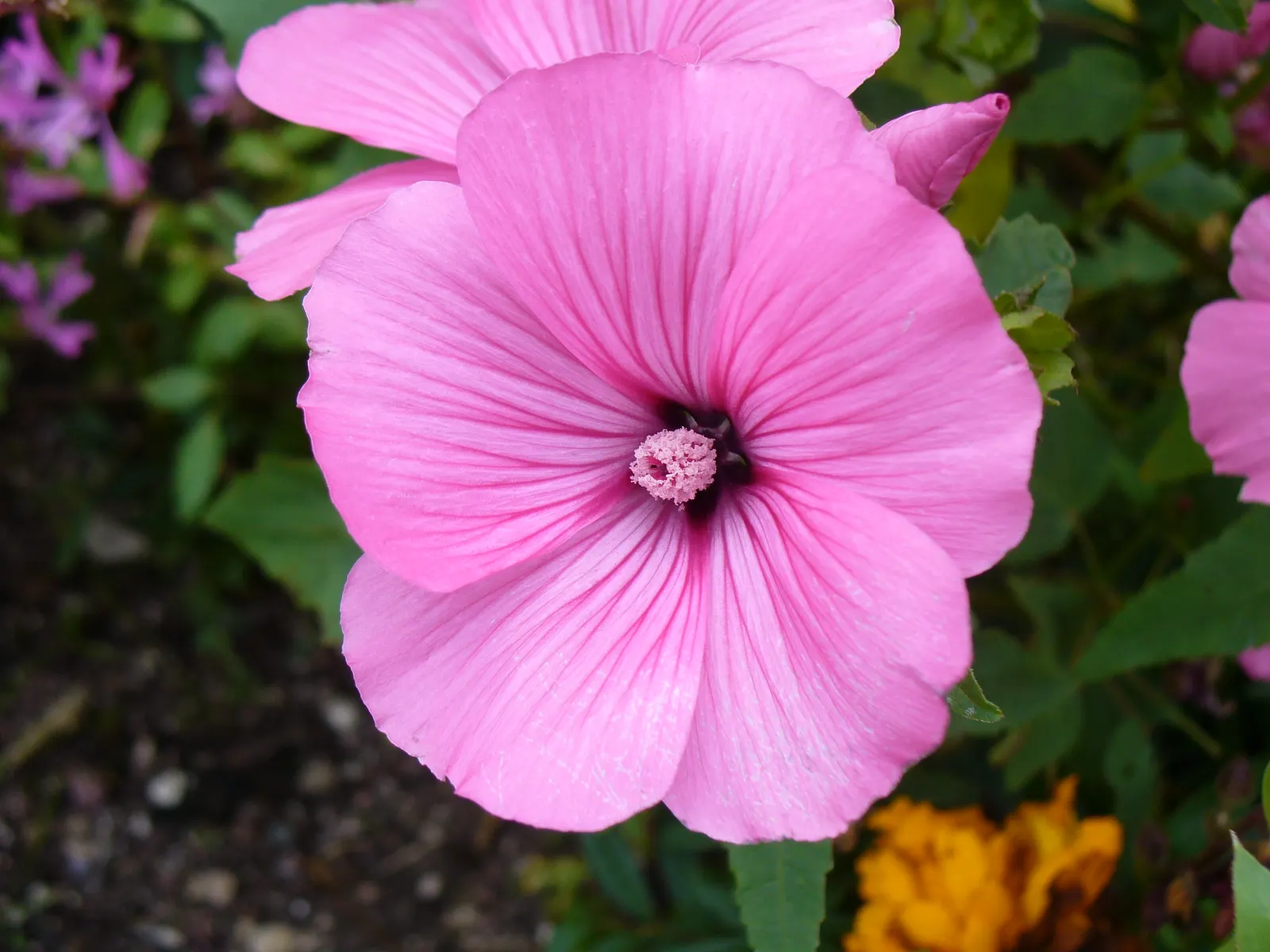 Tree Mallow, Tree Lavatera (Lavatera Thuringiaca 'Kew Rose') — shrub with pink blooms