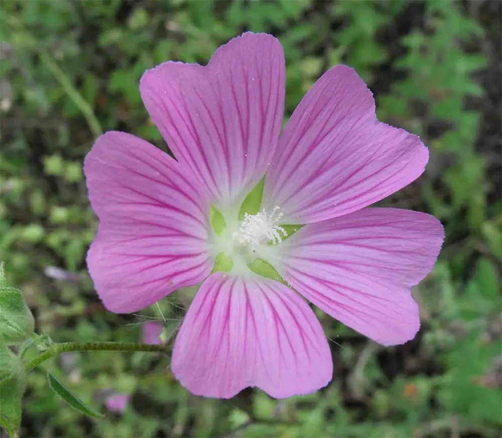 Tree Mallow, Tree Lavatera (Lavatera Thuringiaca 'Kew Rose') — the 'Kew Rose' serves well as a background plant in borders or as an informal hedge