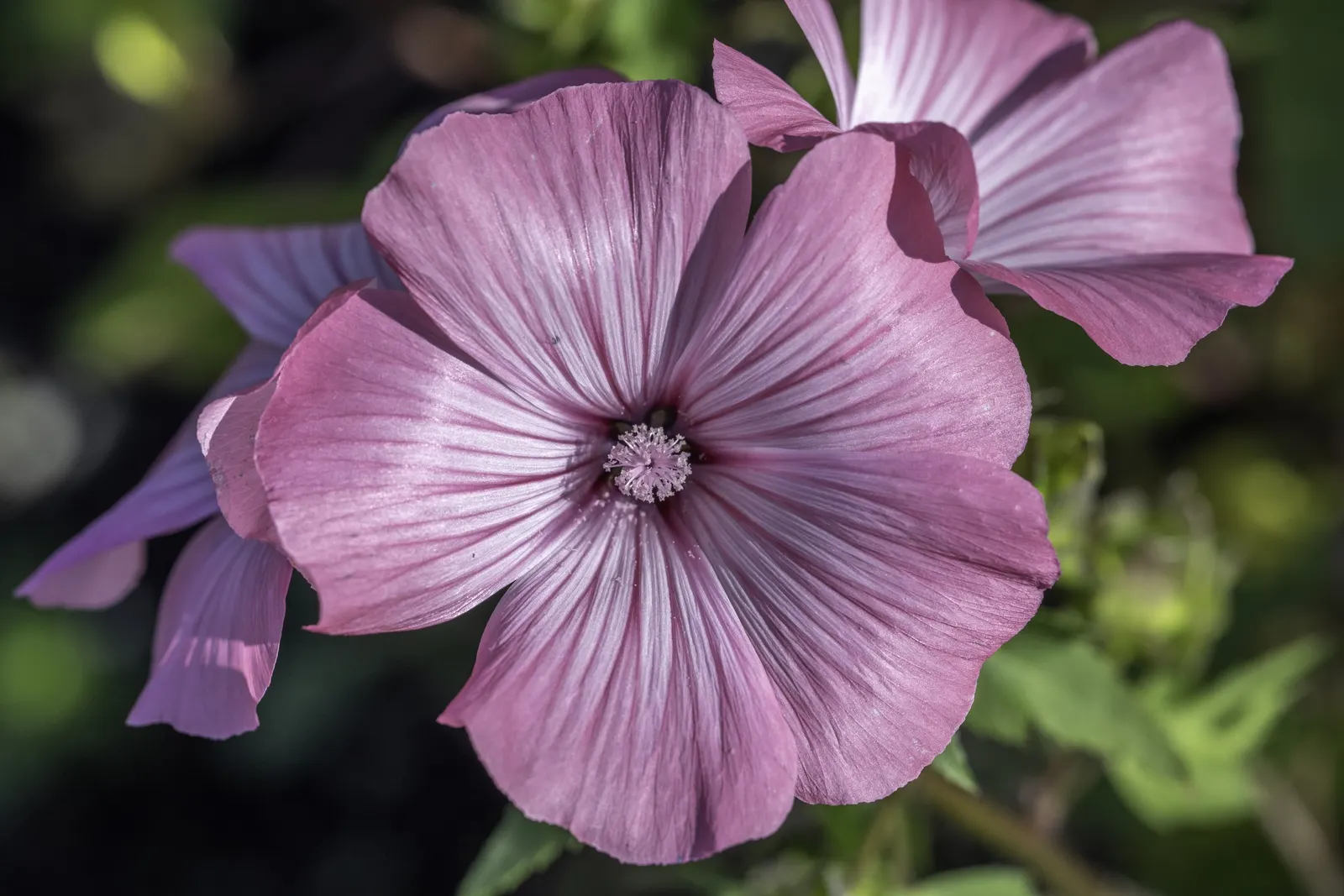 Tree Mallow, Tree Lavatera (Lavatera Thuringiaca 'Kew Rose') — often from July to September; making it an excellent choice for hassle-free gardens