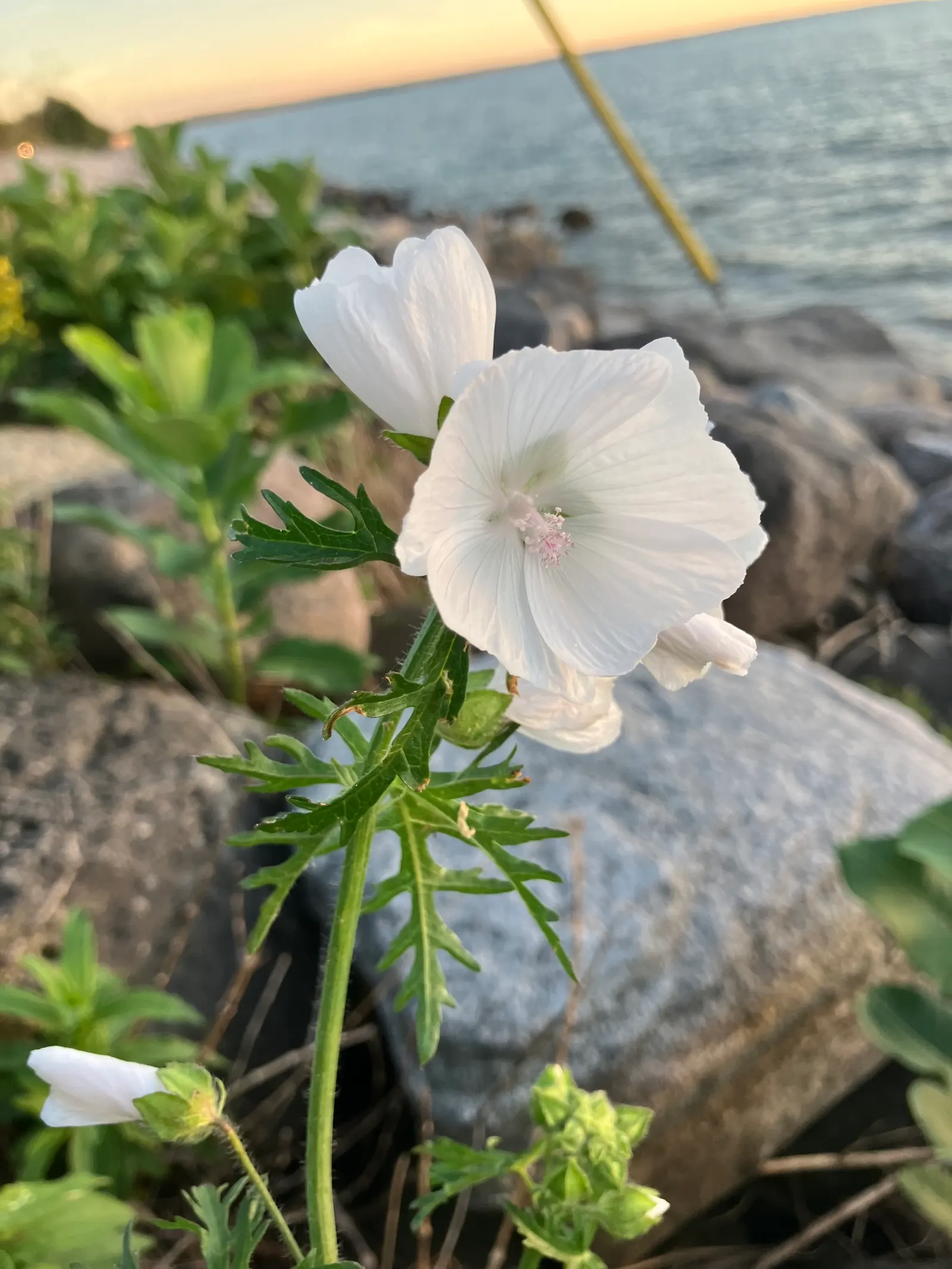 Tree Mallow, Tree Lavatera (Lavatera Thuringiaca 'Kew Rose') — it's essential to note its USDA hardiness; making it not just a visual delight but also an