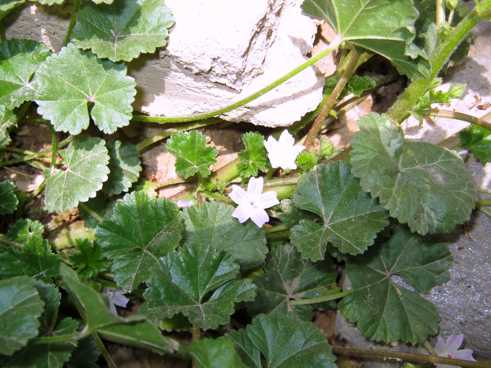 Tree Mallow, Tree Lavatera (Lavatera Thuringiaca 'Kew Rose') — though it prefers well-drained; rose-pink flowers that resemble hibiscus and, image 71