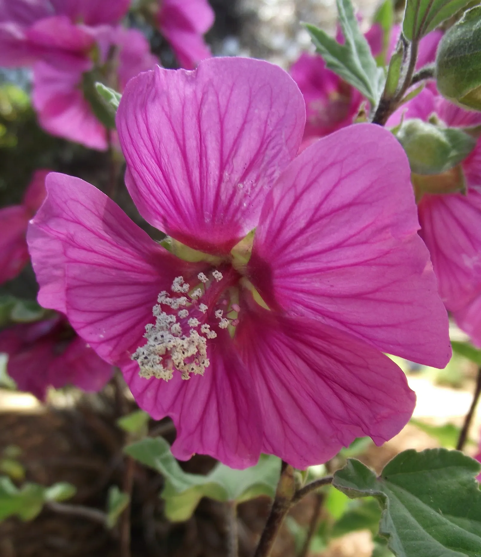 Tree Mallow, Tree Lavatera (Lavatera Thuringiaca 'Kew Rose') — moderately fertile ground