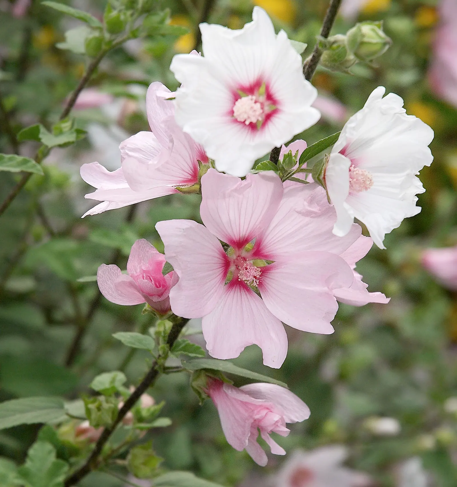 Tree Mallow, Tree Lavatera (Lavatera Thuringiaca 'Kew Rose') — It is highly adaptable and thrives in full sun to partial shade; and its attraction, image 69