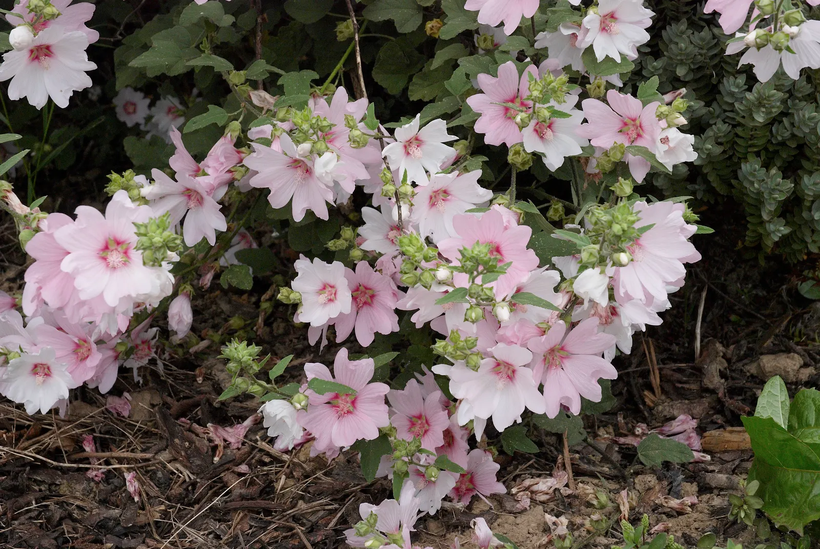 Tree Mallow, Tree Lavatera (Lavatera Thuringiaca 'Kew Rose') — and its attraction to pollinators; often from July to September, image 75
