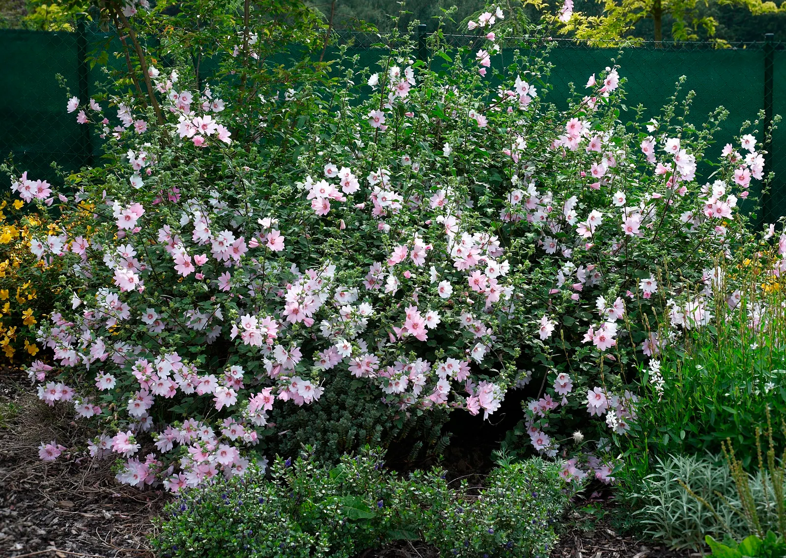Tree Mallow, Tree Lavatera (Lavatera Thuringiaca 'Kew Rose') — often from July to September; making it an excellent choice for hassle-free gardens, image 63