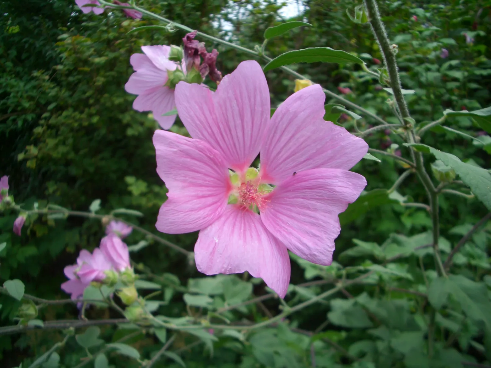 Tree Mallow, Tree Lavatera (Lavatera Thuringiaca 'Kew Rose') — With a preference for full sun and well-drained soil, it makes an eye-catching backdrop in zones