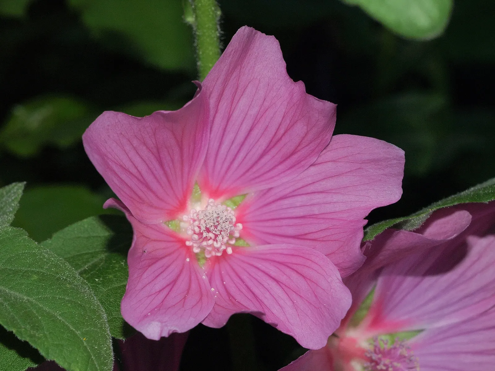 Tree Mallow, Tree Lavatera (Lavatera Thuringiaca 'Kew Rose') — It boasts large, showy, rose-pink blooms throughout summer, attracting pollinators; which can