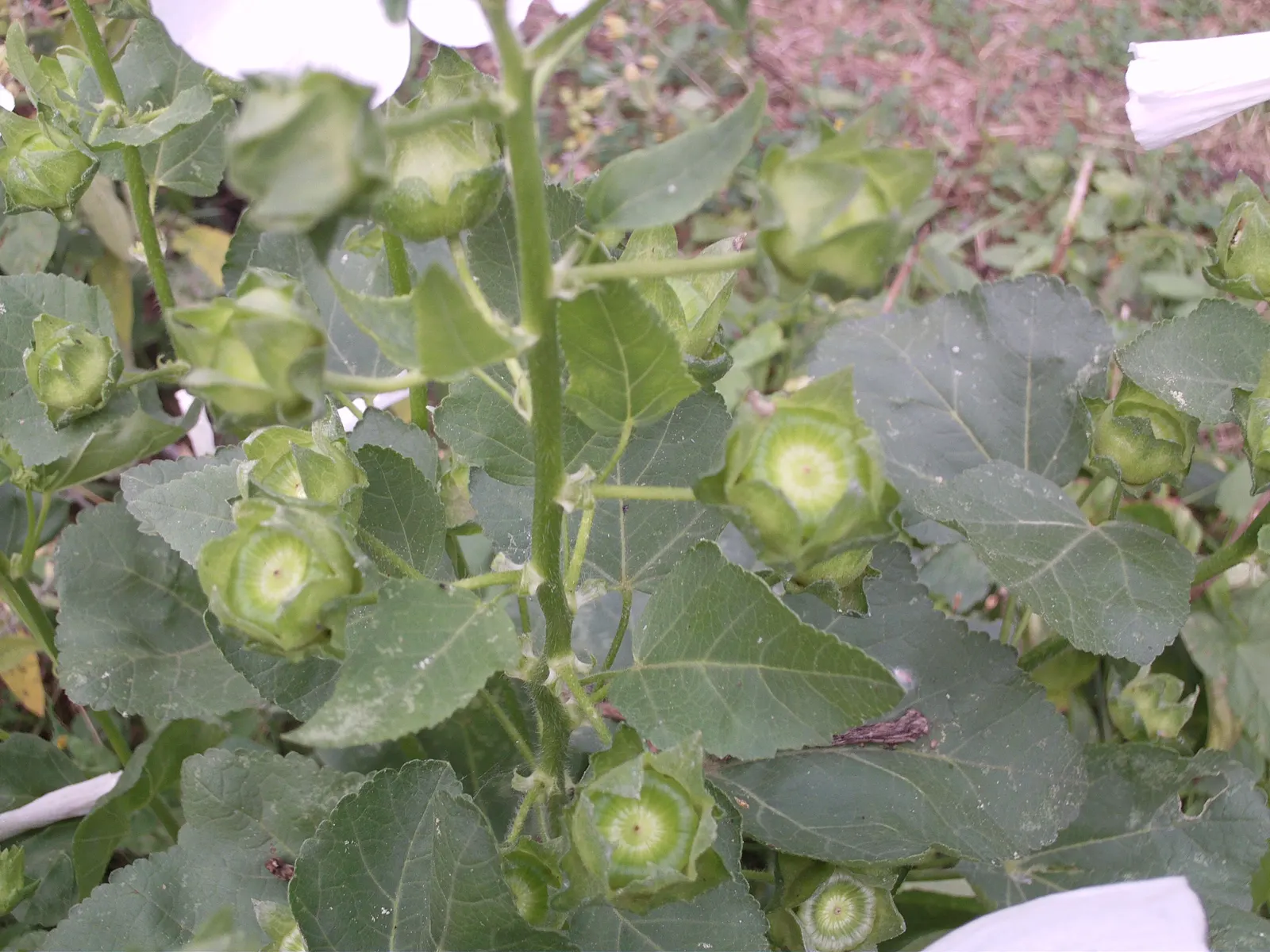 Tree Mallow, Tree Lavatera (Lavatera Thuringiaca 'Kew Rose') — which is zones 6 through 9