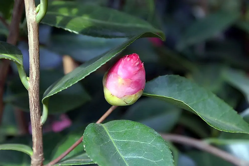 April Remembered Camellia (Camellia Japonica 'April Remembered') — formal double flowers which can reach up to 4 inches in diameter
