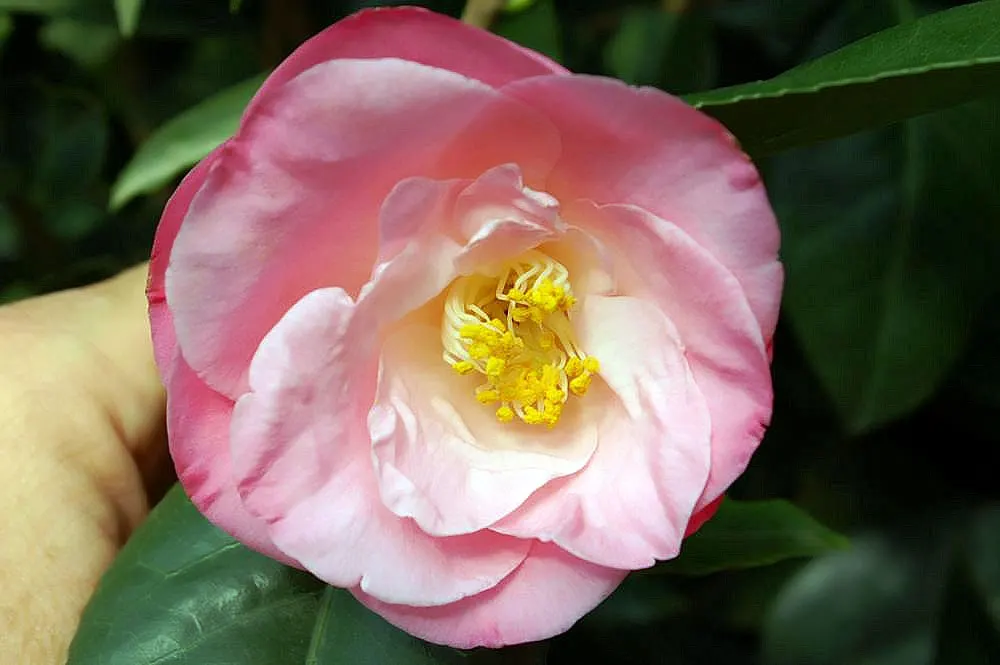 April Remembered Camellia (Camellia Japonica 'April Remembered') — The 'April Remembered' Camellia (Camellia japonica 'April Remembered') is a spring-blooming