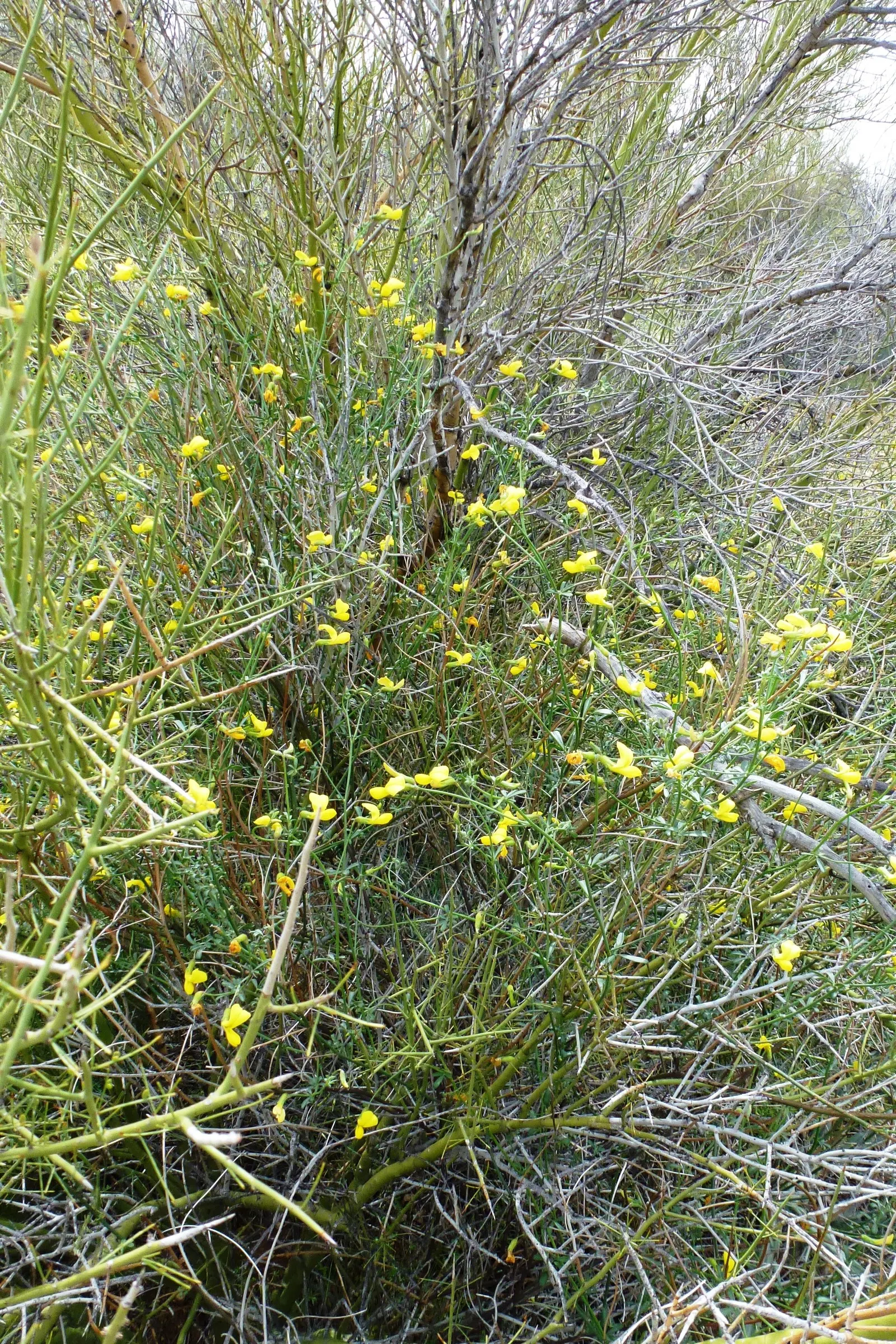 Desert Rock Pea, Deer Vetch (Lotus Rigidus) — Vivid yellow pea-like flowers bloom in spring to early summer, attracting pollinators