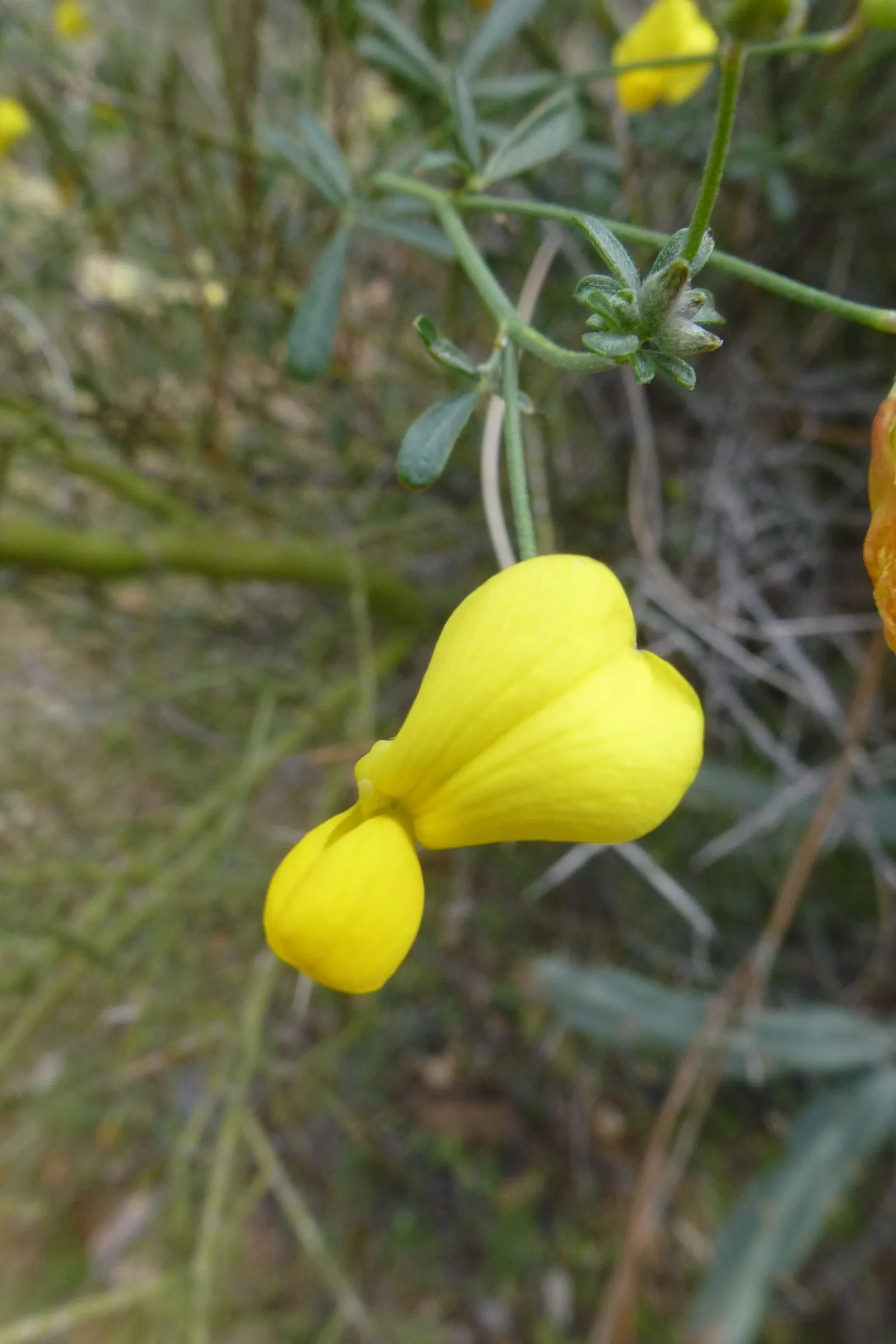 Desert Rock Pea, Deer Vetch (Lotus Rigidus) — Its gray-green foliage forms a low, spreading mound up to 2 feet wide