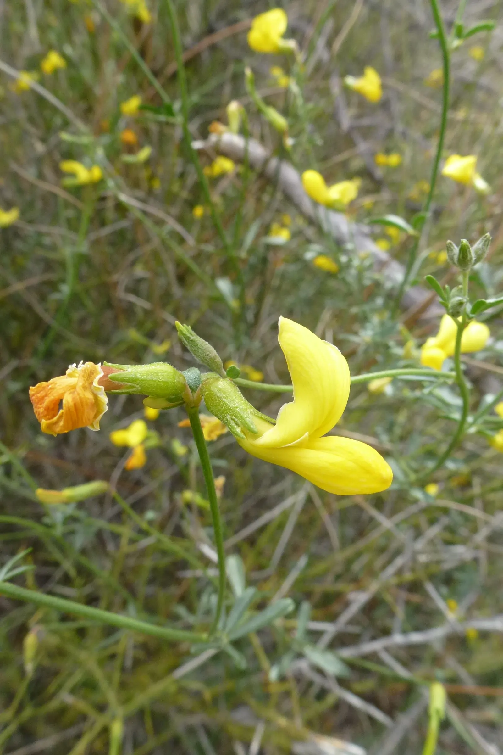 Desert Rock Pea, Deer Vetch (Lotus Rigidus) — is a resilient perennial native to arid regions