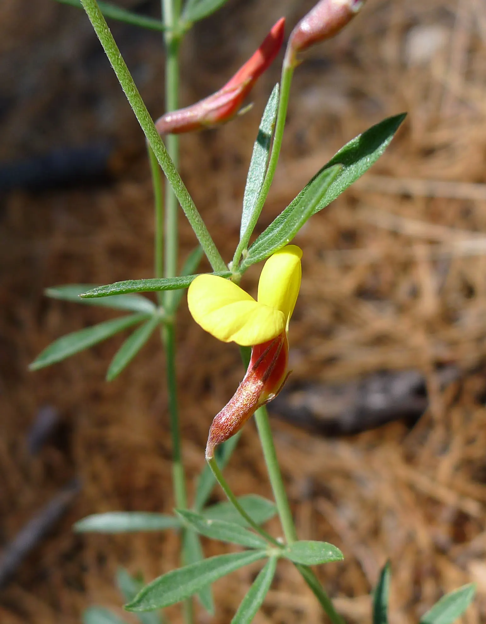 Desert Rock Pea, Deer Vetch (Lotus Rigidus) — making it an ideal choice for xeriscapes and rock gardens in USDA zones 7-10