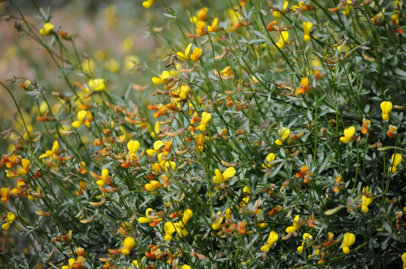 Desert Rock Pea, Deer Vetch (Lotus Rigidus) — commonly known as Desert Rock Pea or Deer Vetch