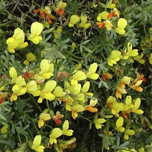 Desert Rock Pea, Deer Vetch (Lotus Rigidus) — This drought-tolerant plant thrives in well-drained soils and full sun