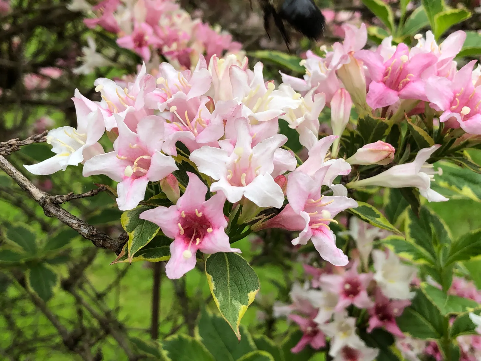 Variegated Weigela (Weigela Florida 'Variegata') — soft-pink flowers that bloom abundantly in late spring