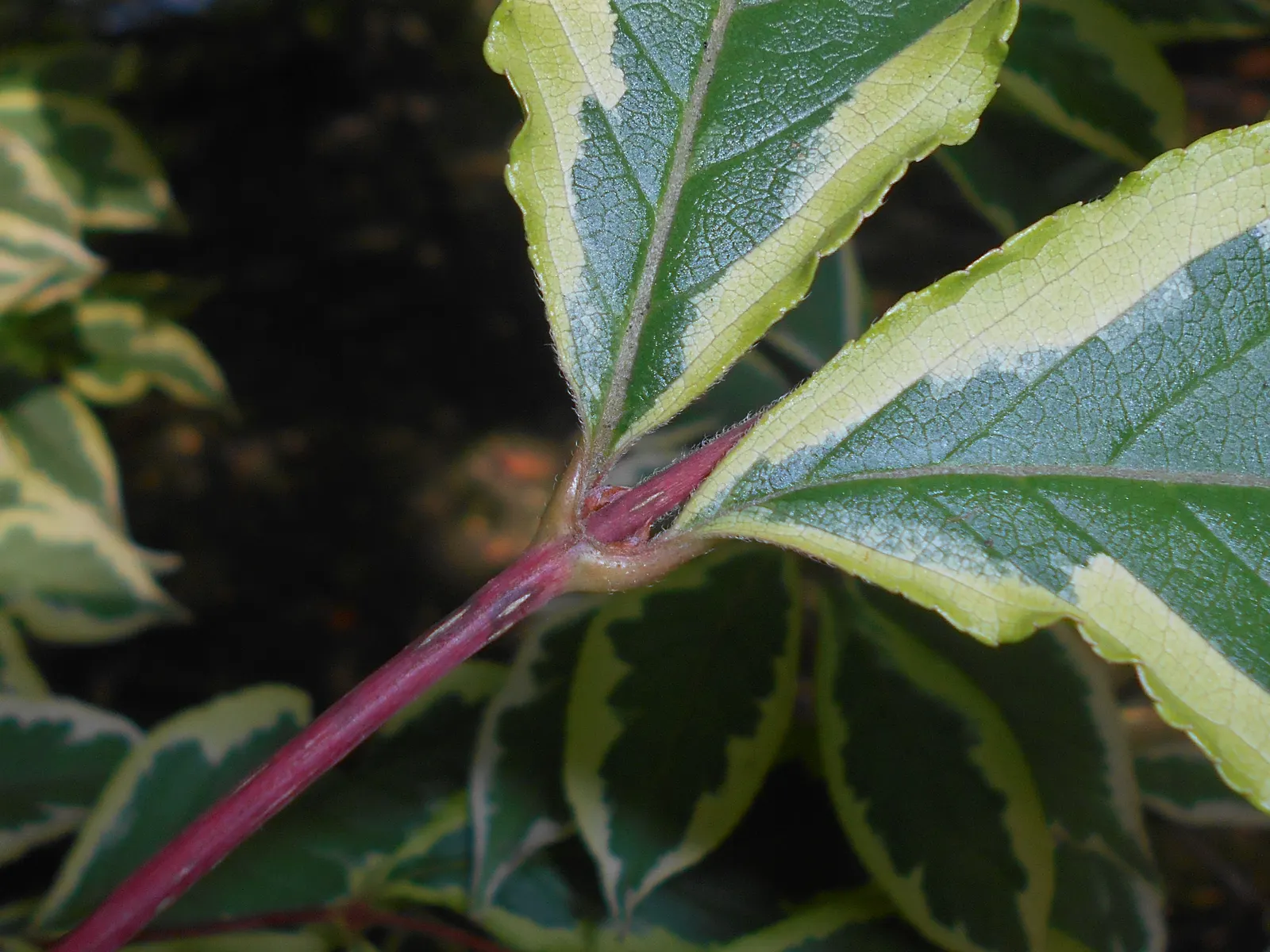 Variegated Weigela (Weigela Florida 'Variegata') — A compelling blend of form