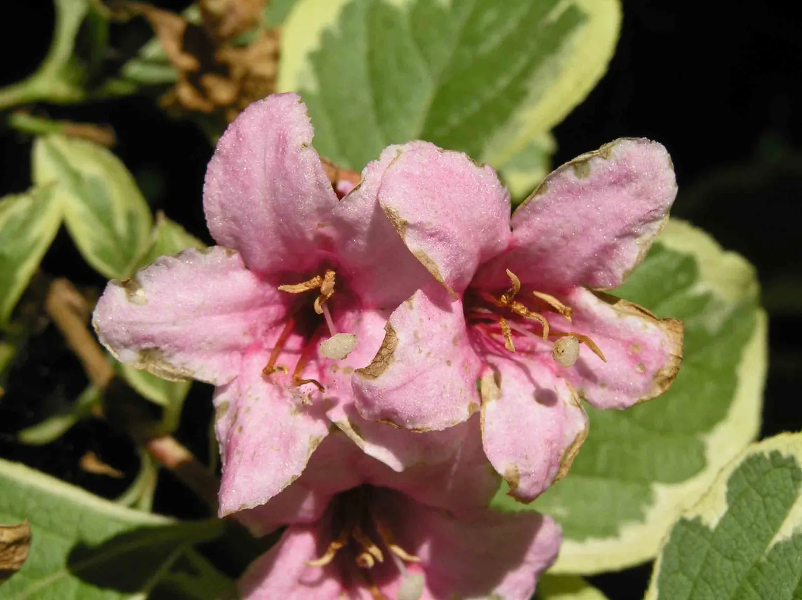 Variegated Weigela (Weigela Florida 'Variegata') — making it an excellent choice for clients desiring low-maintenance landscaping