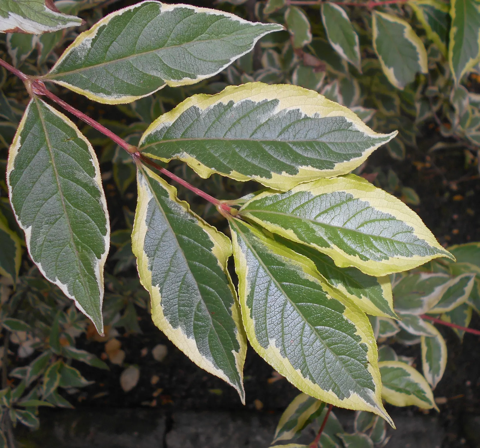 Variegated Weigela (Weigela Florida 'Variegata') — Ideal for creating borders