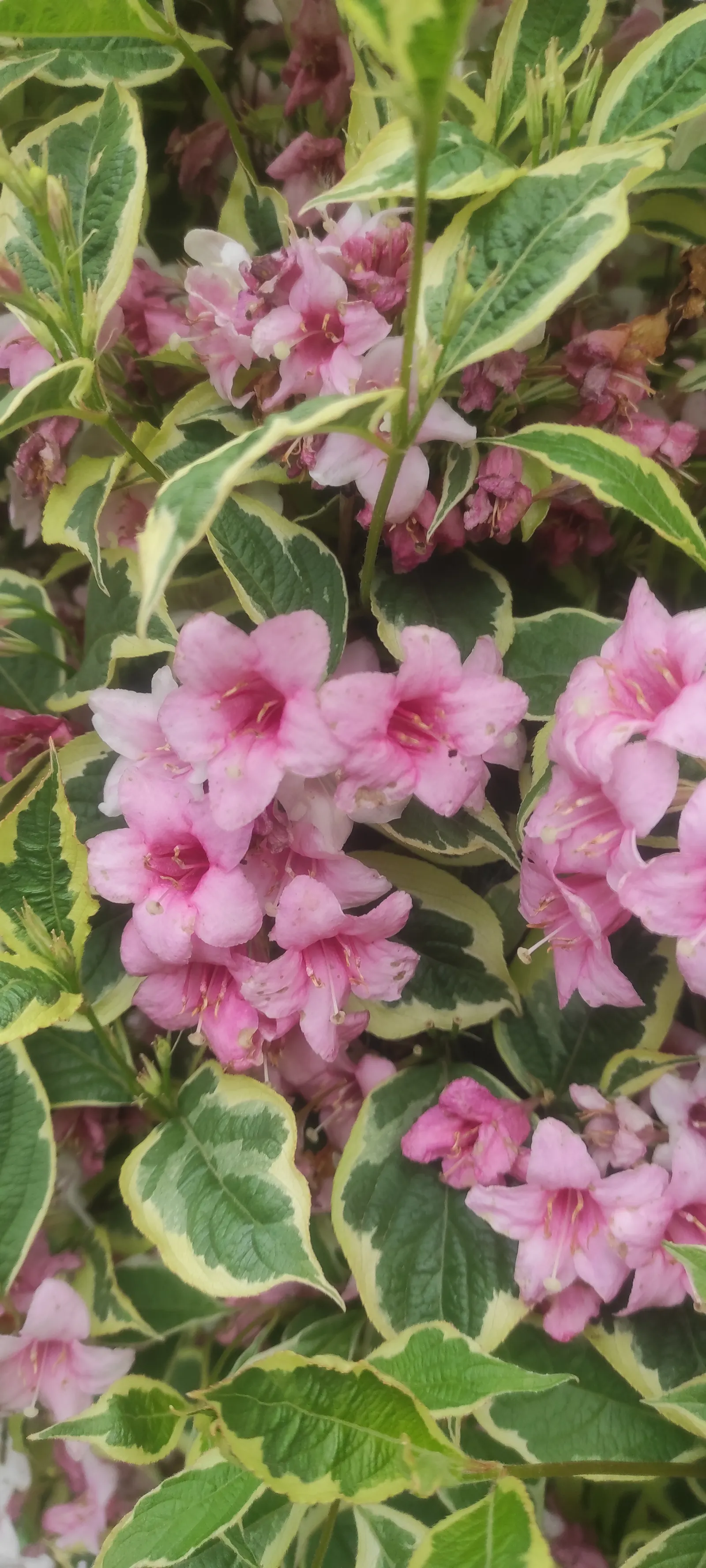 Variegated Weigela (Weigela Florida 'Variegata') — The Weigela florida 'Variegata' is a captivating deciduous shrub