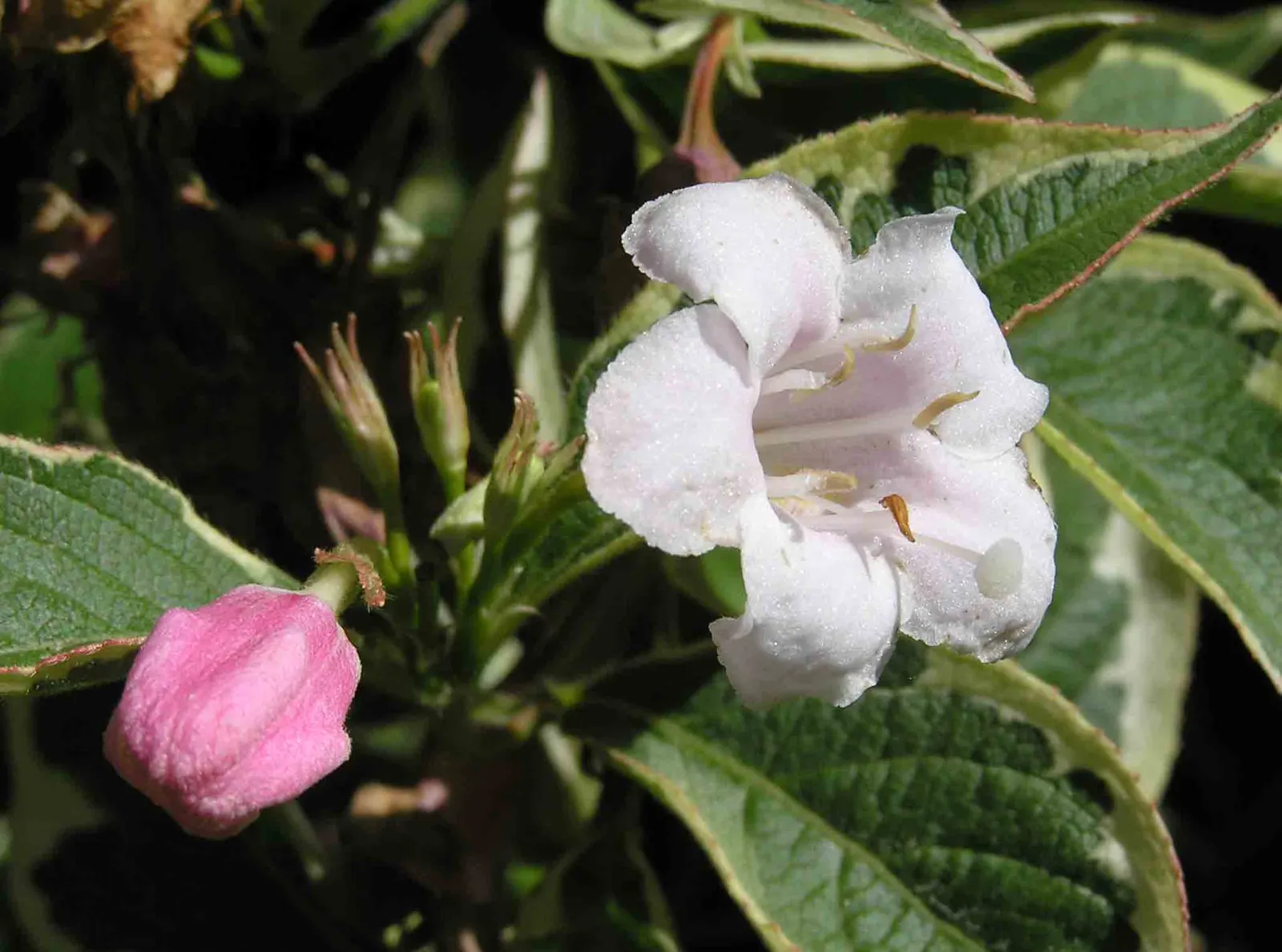 Variegated Weigela (Weigela Florida 'Variegata') — Reaching up to 6 feet tall and wide, its variegated leaves add luminosity to borders