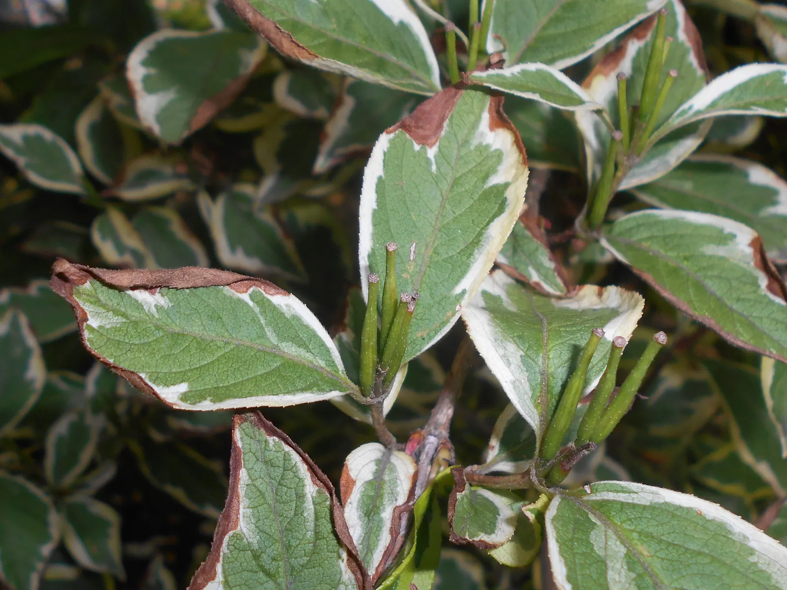 Variegated Weigela (Weigela Florida 'Variegata') — Fertilize annually with a balanced, slow-release fertilizer to promote healthy growth and prolific flowering