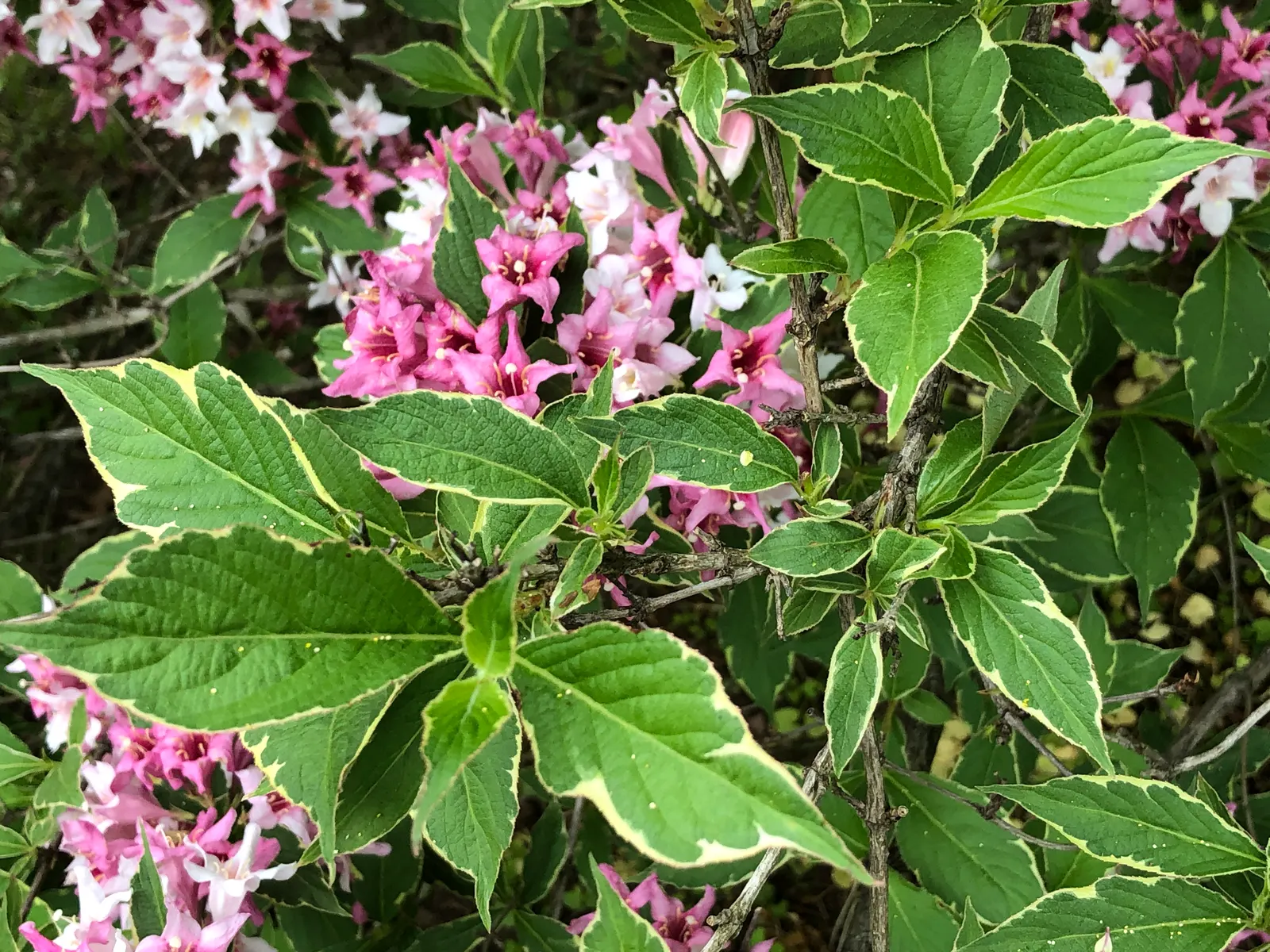 Variegated Weigela (Weigela Florida 'Variegata') — requiring at least 6 hours of sunlight daily for optimal growth and flowering