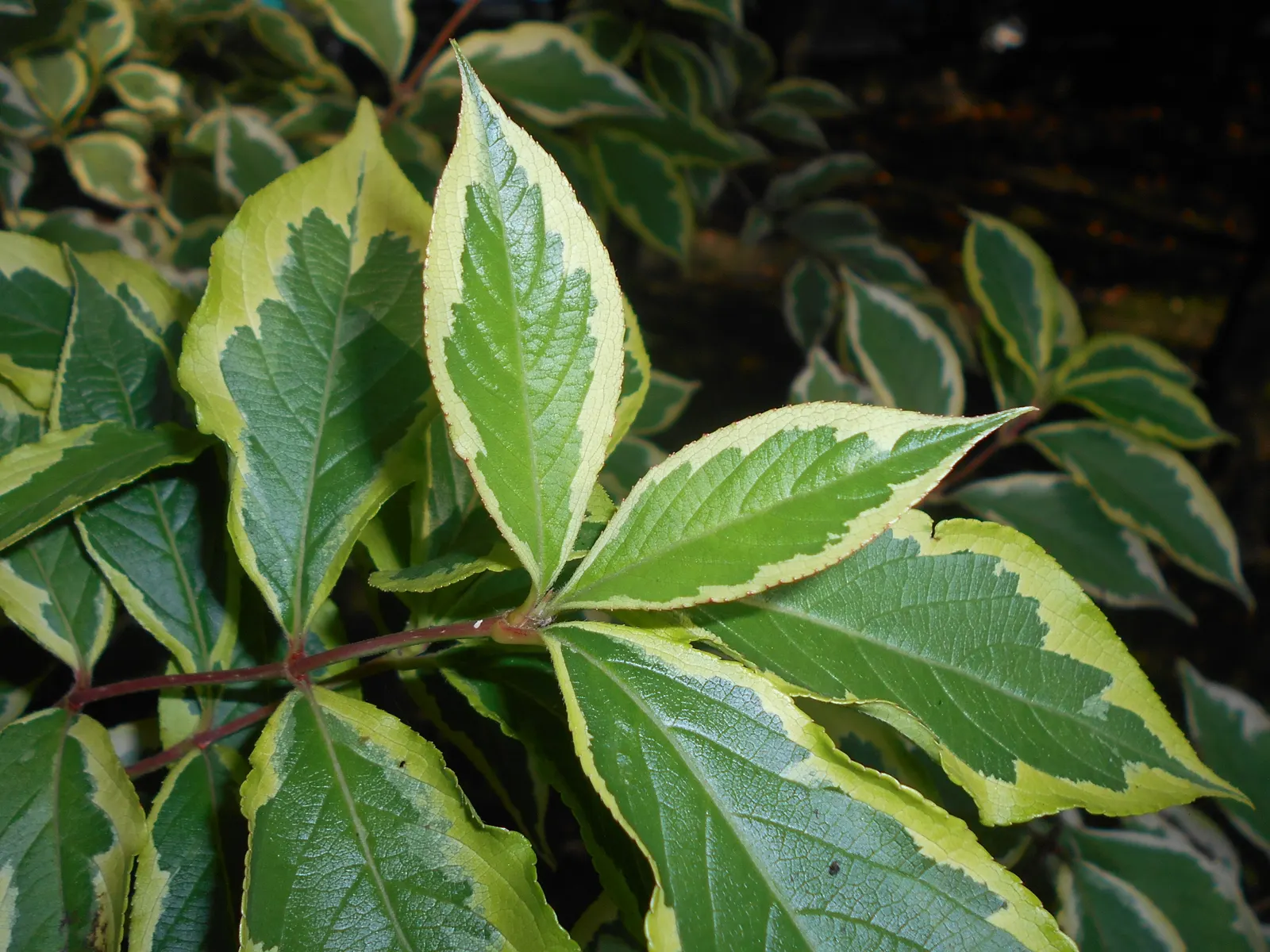 Variegated Weigela (Weigela Florida 'Variegata') — pink flowers in the garden