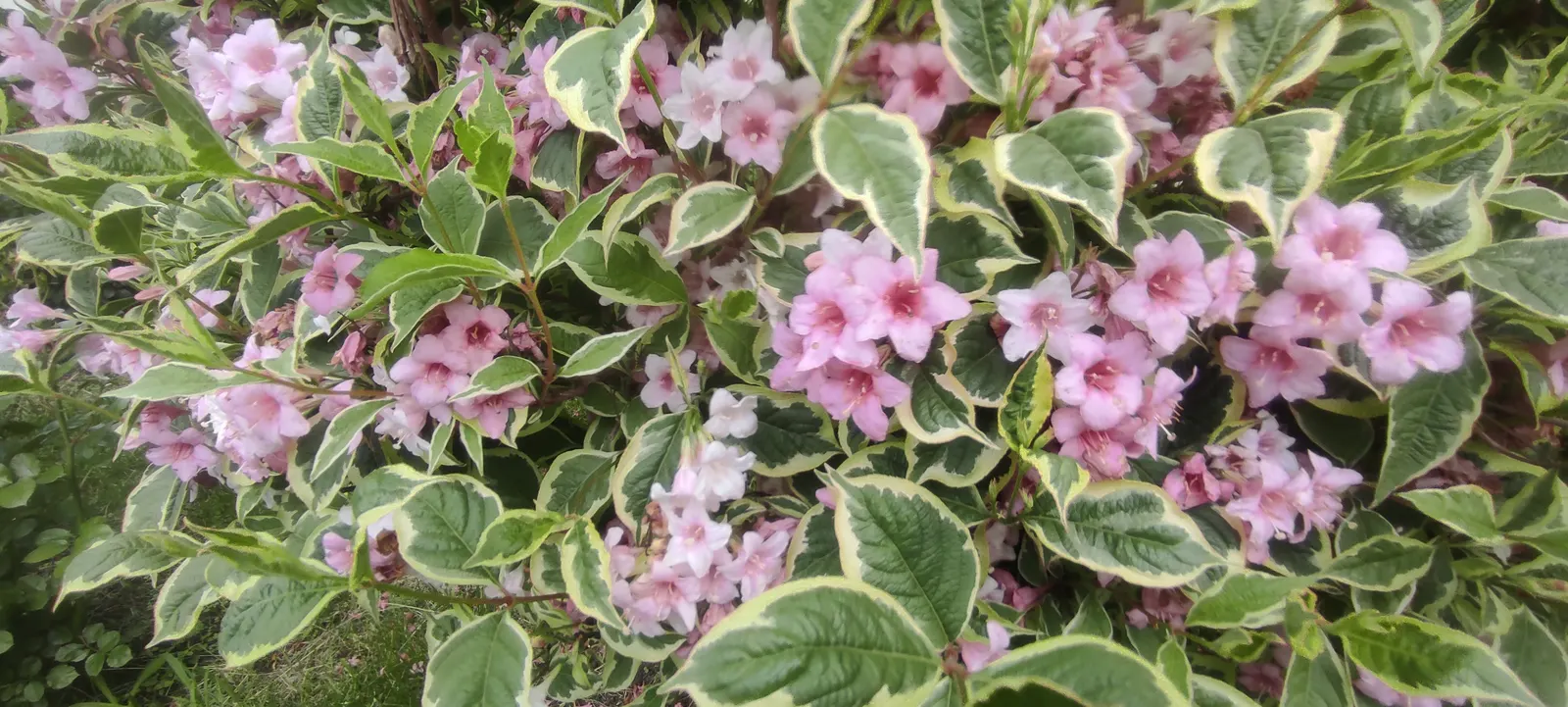 Variegated Weigela (Weigela Florida 'Variegata') — In late spring to early summer