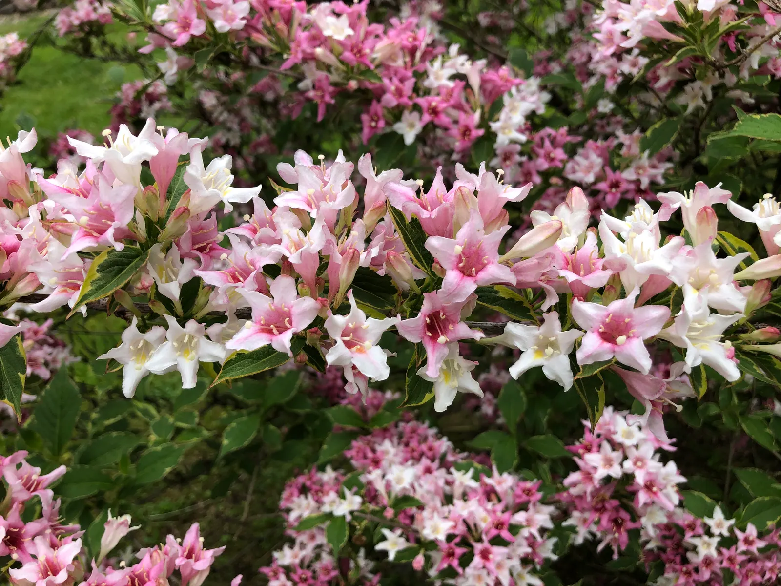Variegated Weigela (Weigela Florida 'Variegata') — the Weigela 'Variegata' typically reaches between 4 to 6 feet in height with a similar spread