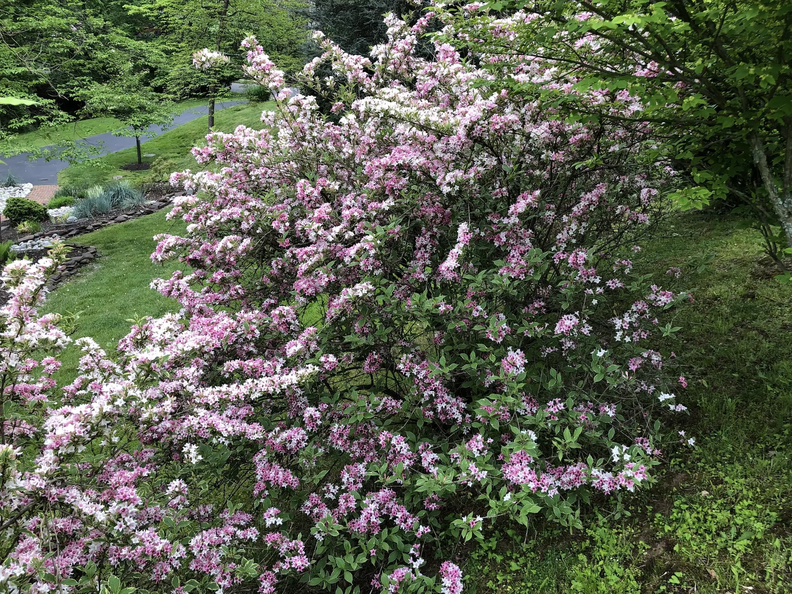 Variegated Weigela (Weigela Florida 'Variegata') — the shrub produces an abundance of funnel-shaped
