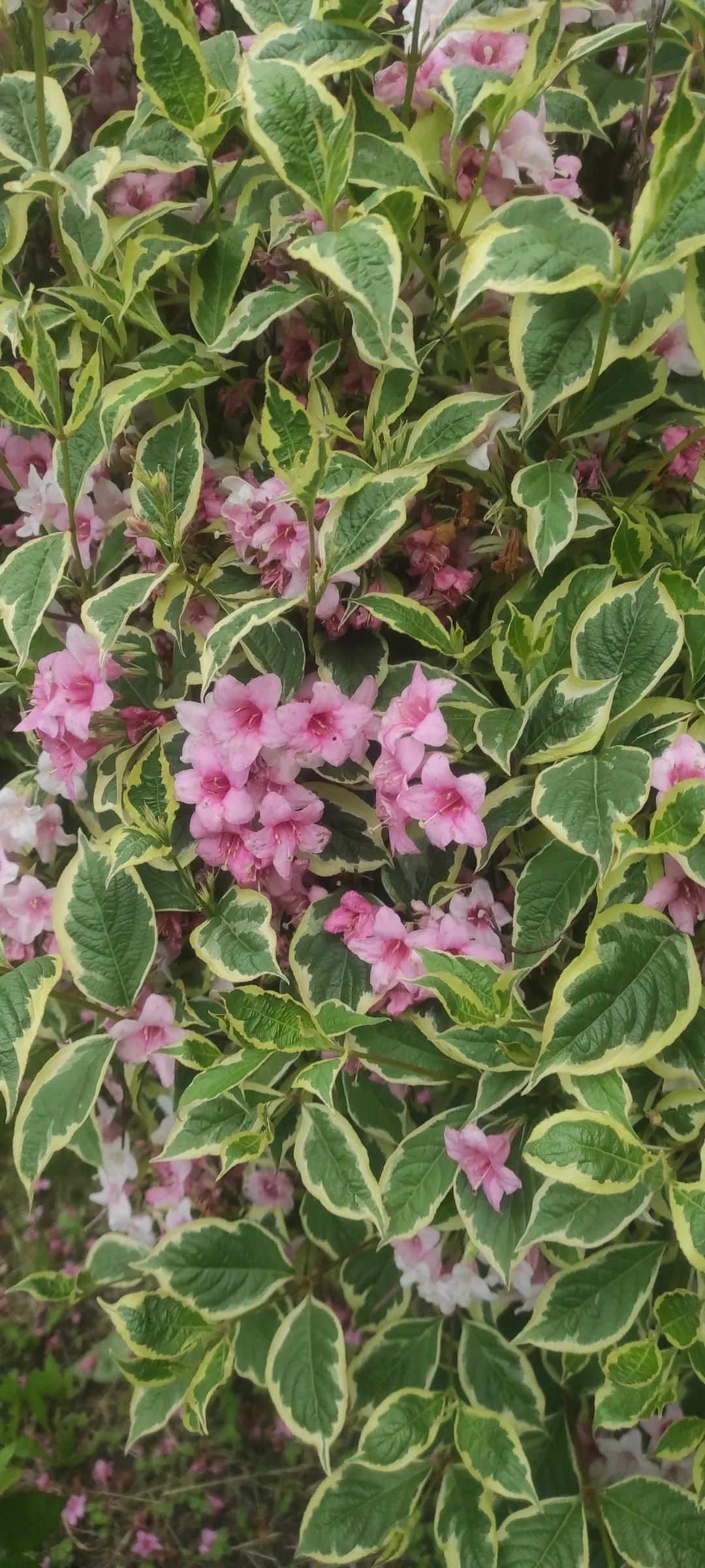 Variegated Weigela (Weigela Florida 'Variegata') — it's an alluring choice for visual interest and seasonal color in zones 4-8