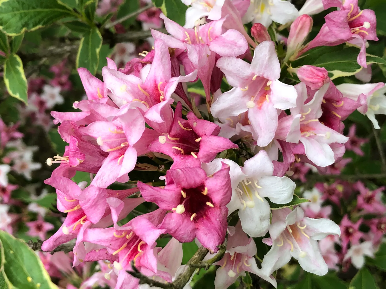 Variegated Weigela (Weigela Florida 'Variegata') — Its naturally mounded shape is graceful and requires minimal pruning to maintain form