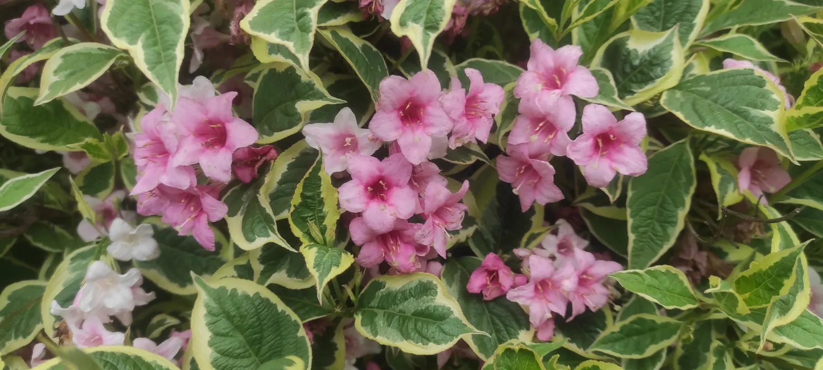 Variegated Weigela (Weigela Florida 'Variegata') — Distinct for its charming foliage