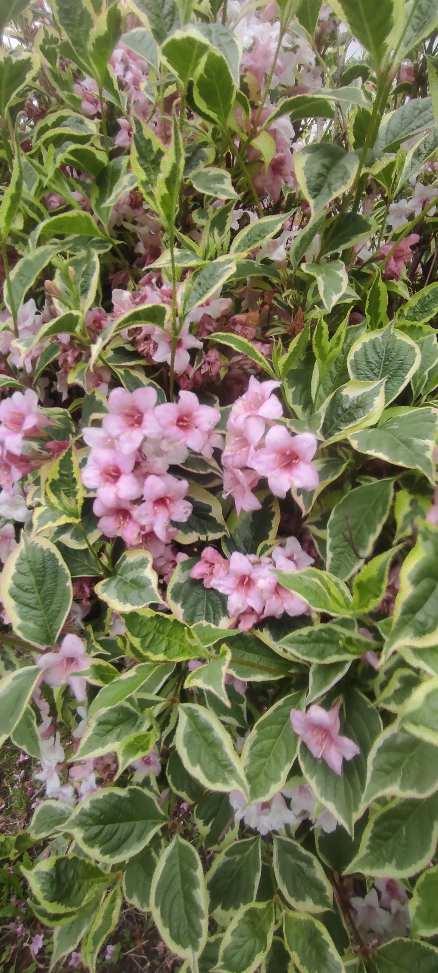 Variegated Weigela (Weigela Florida 'Variegata') — the leaves are edged with creamy-white margins surrounding a soft green center