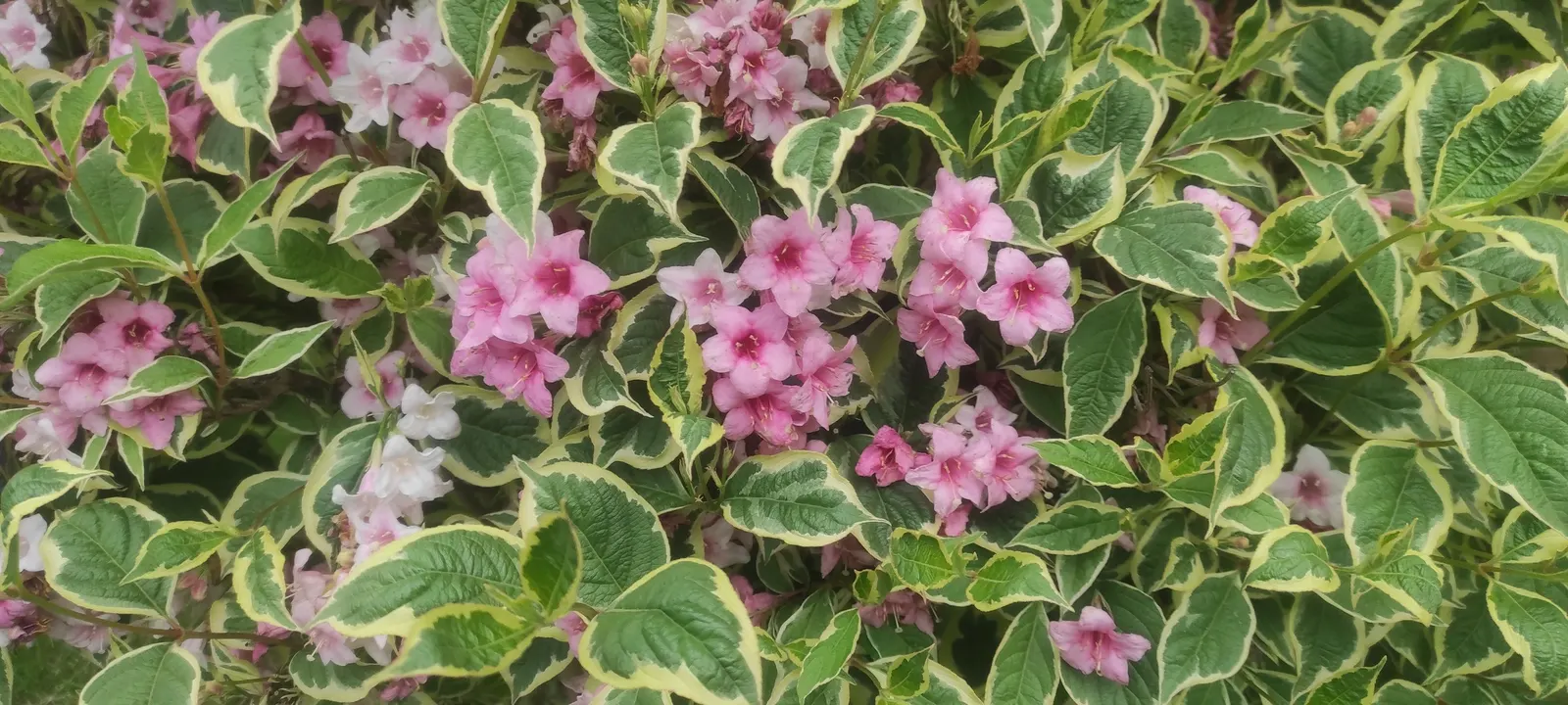 Variegated Weigela (Weigela Florida 'Variegata') — creating a luminous effect that enhances the plant's visual appeal.<br><br>Growing to a moderate size